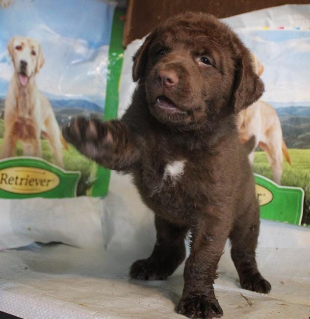RFBM1 – Chesapeake Bay Retriever puppy for sale in Scottsville, KY