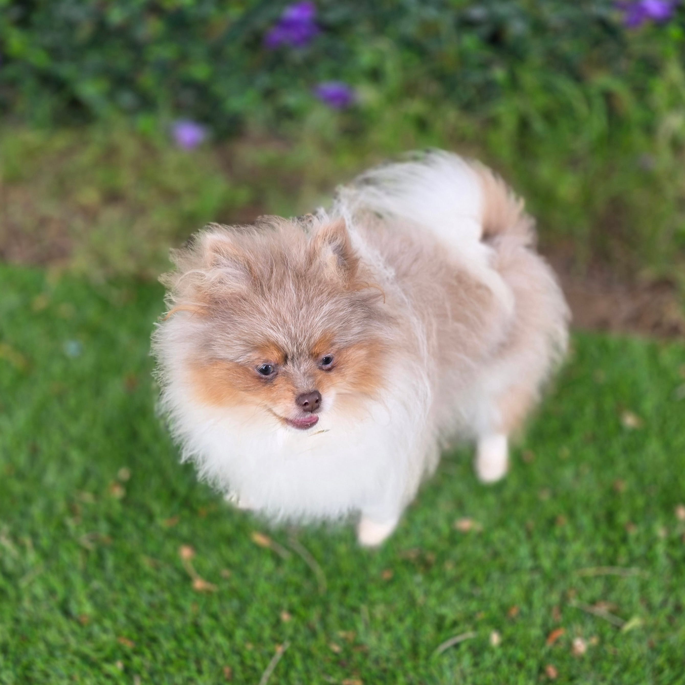 Picasso – Pomeranian puppy for sale in Enid, OK