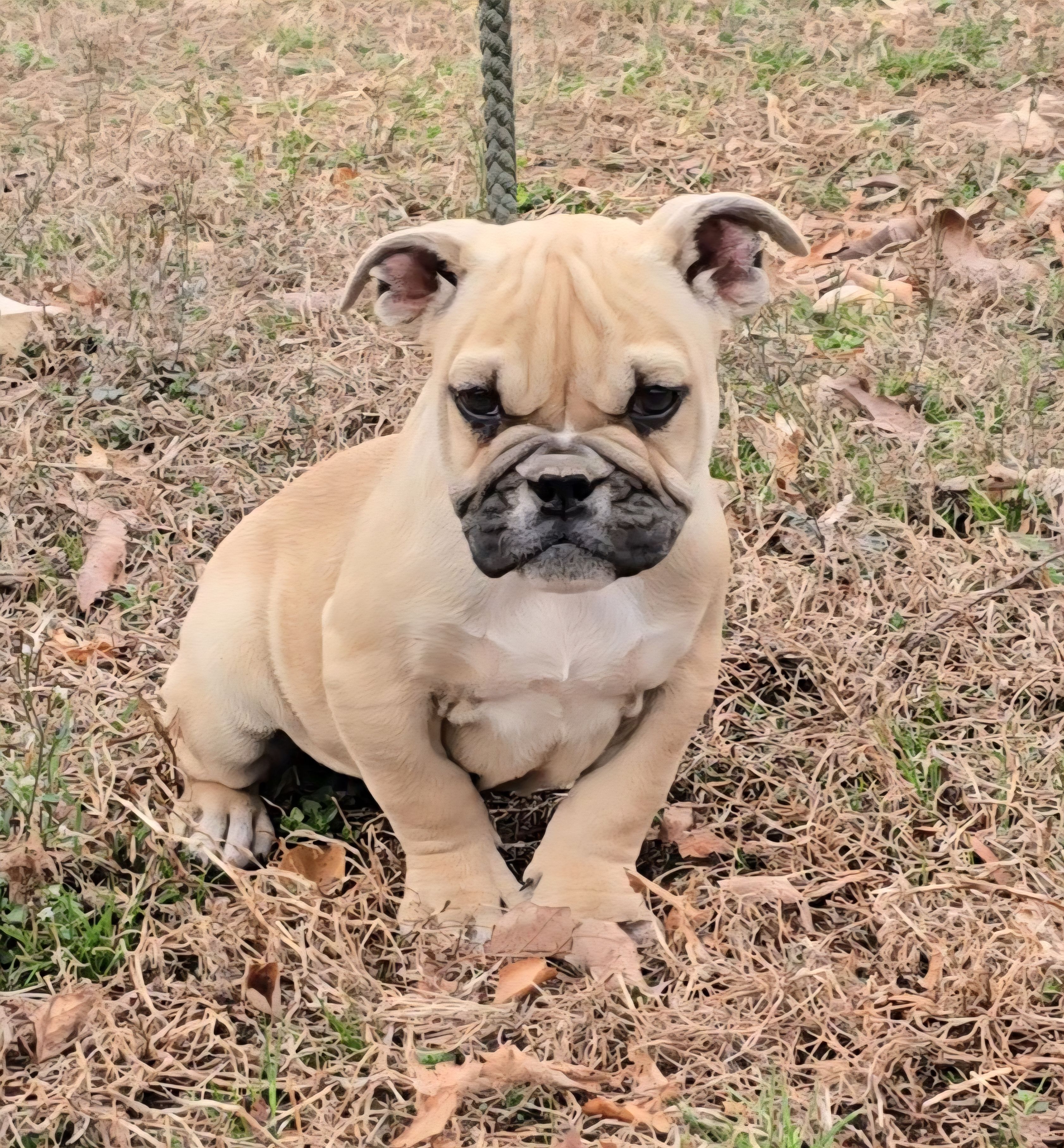 Chyna – Olde English Bulldogge puppy for sale in Roanoke, VA