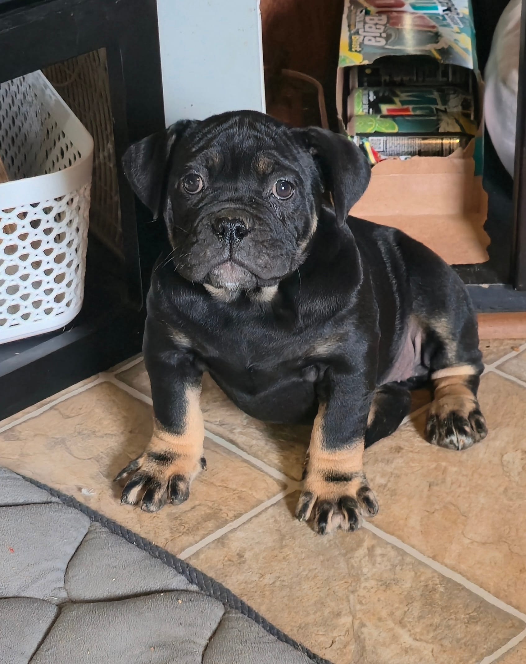 Hellcat – Olde English Bulldogge puppy for sale in Roanoke, VA