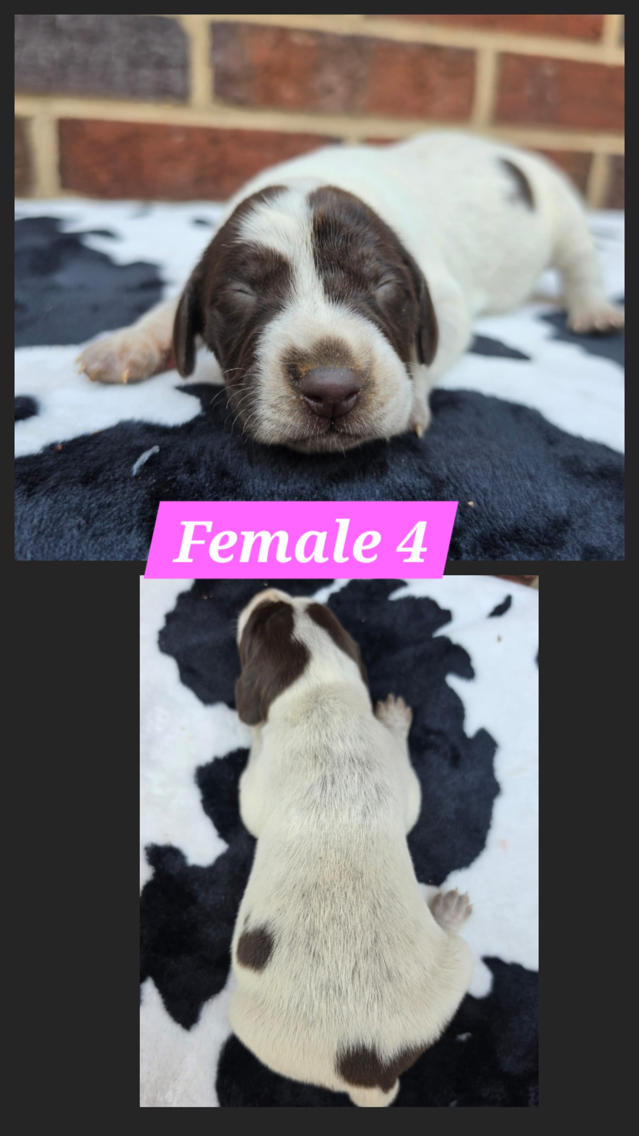 Female 4 – German Shorthaired Pointer puppy for sale in Penhook, VA