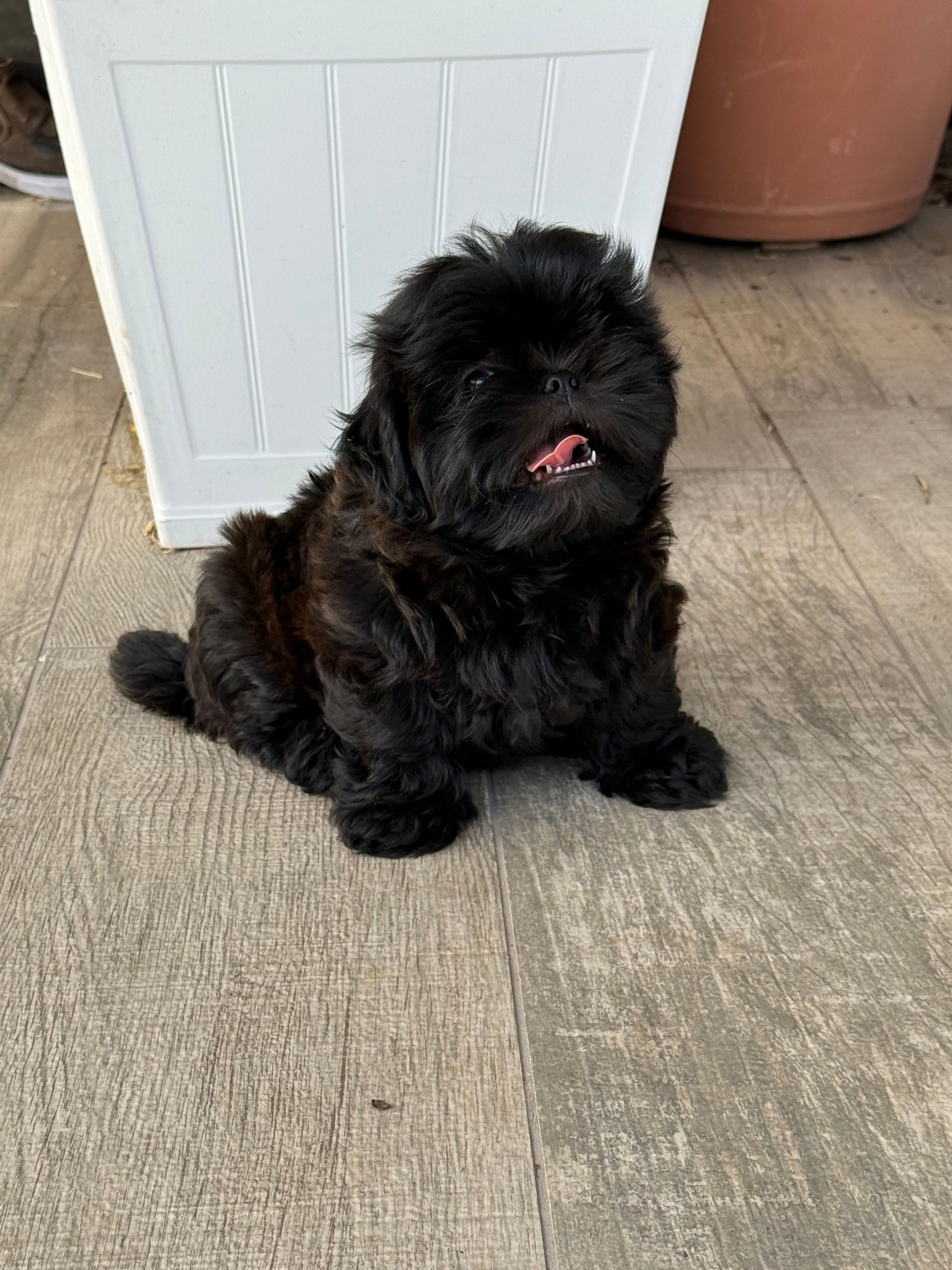Mira – Shih Tzu puppy for sale in Phoenix, AZ