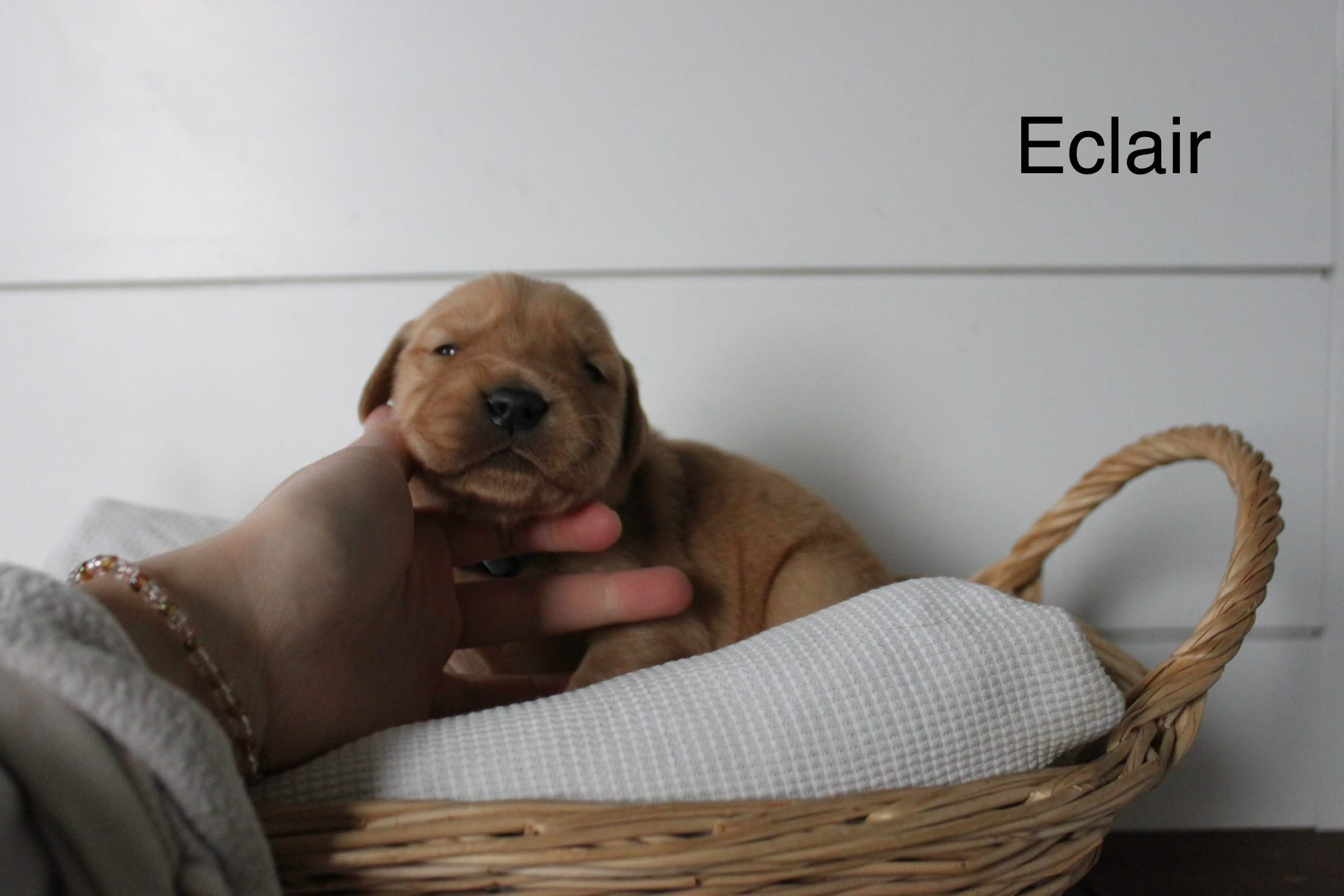 Eclair  – Golden Retriever puppy for sale in Dundee, NY