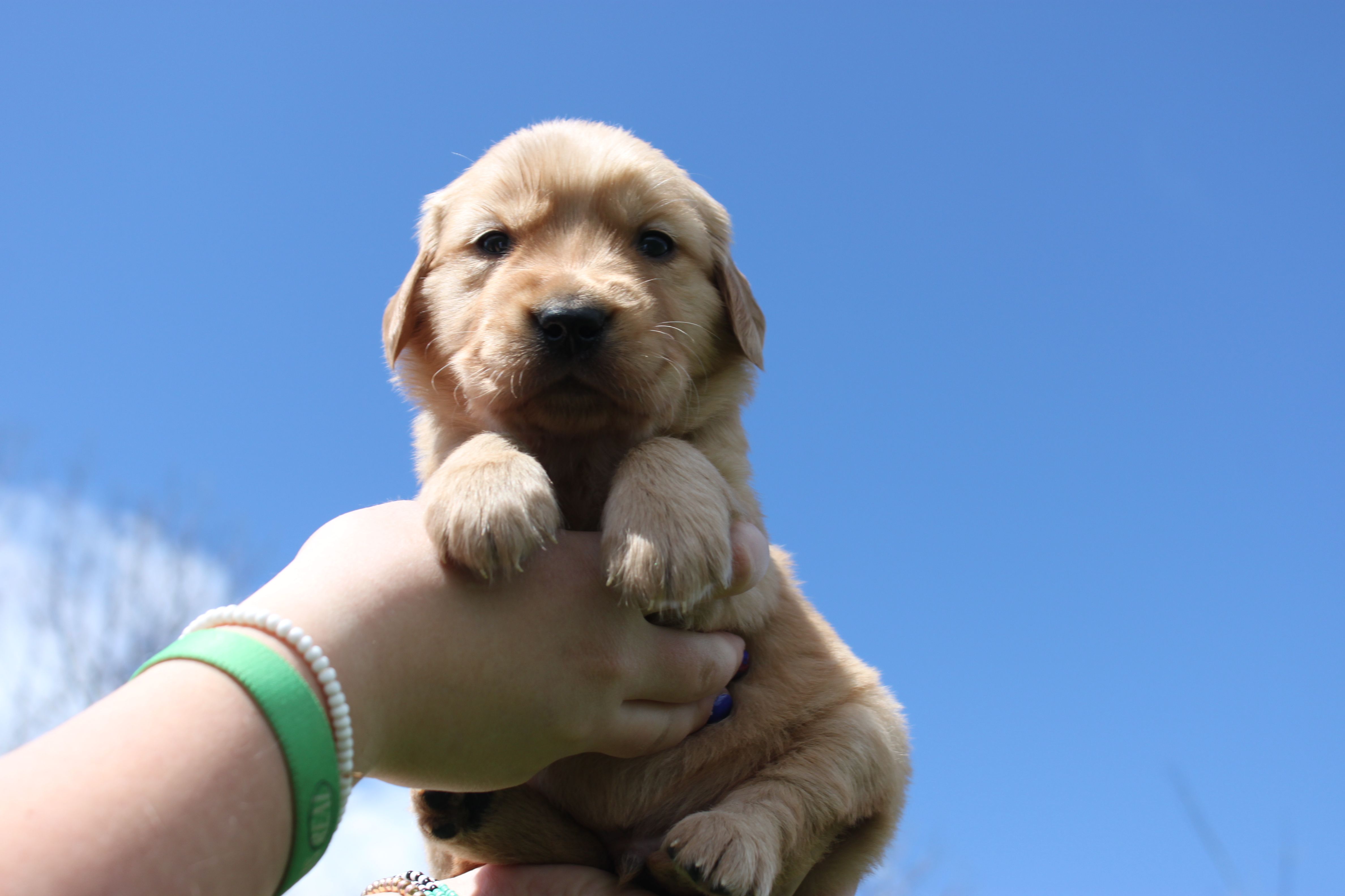 Eclair  – Golden Retriever puppy for sale in Dundee, NY