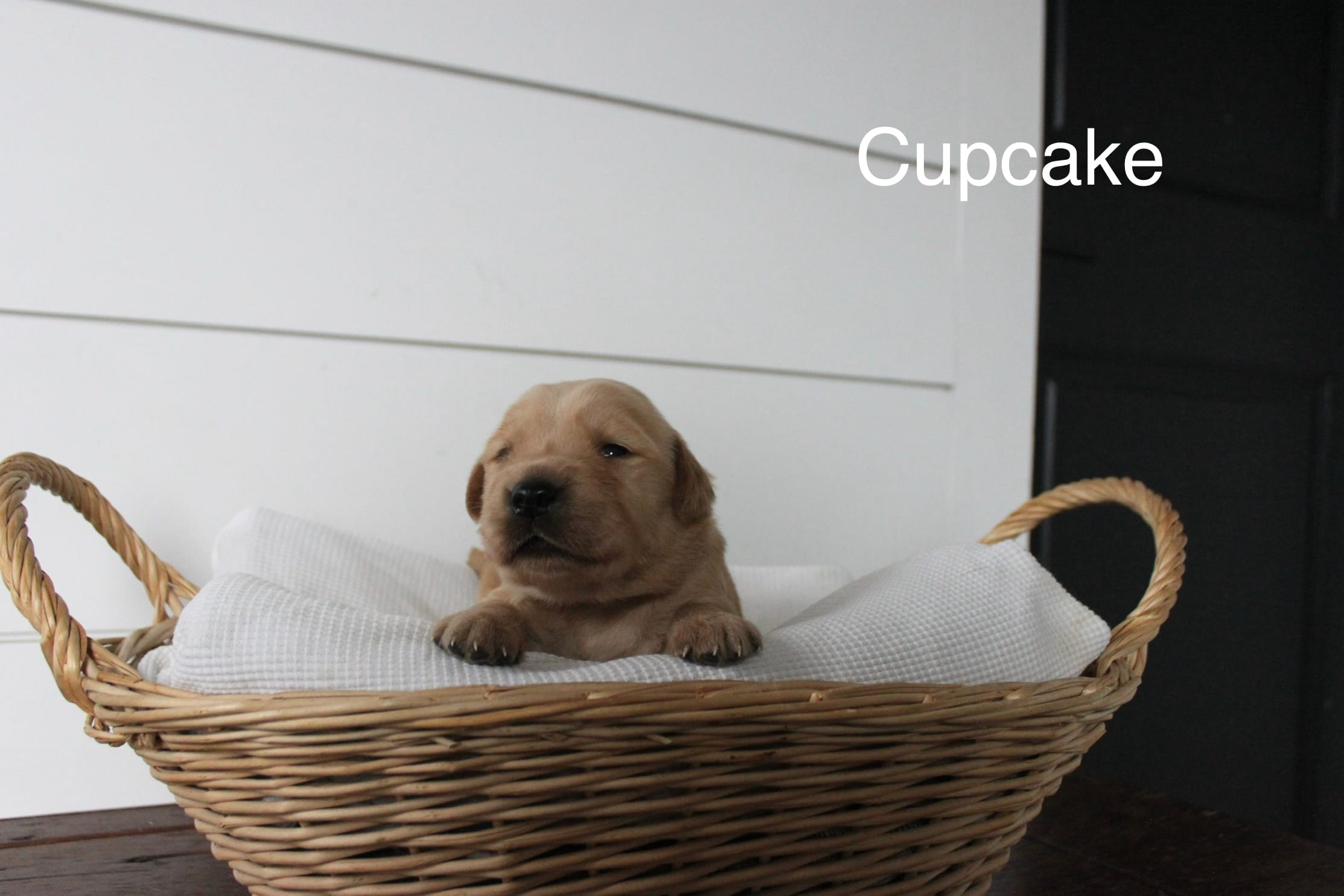 Cupcake  – Golden Retriever puppy for sale in Dundee, NY