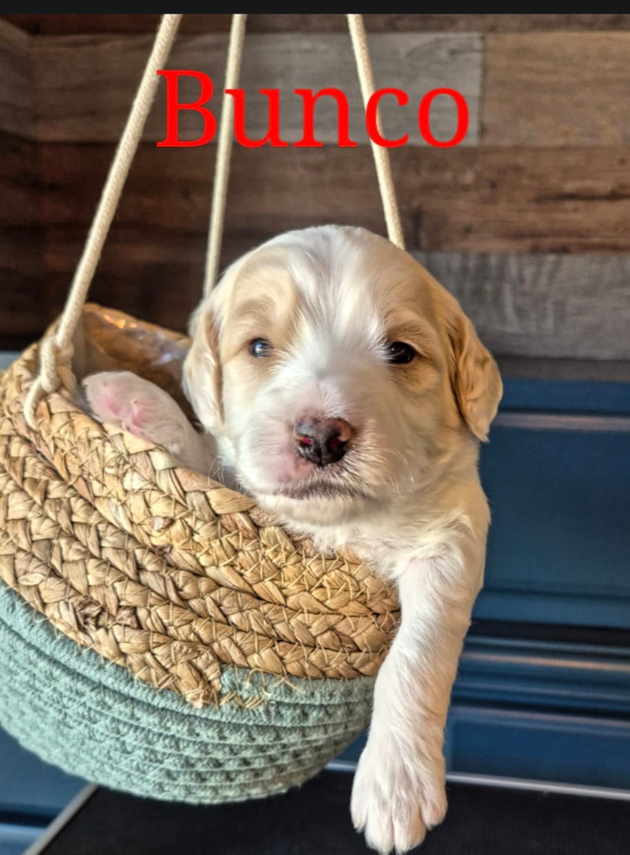 Bunco – Miniature Labradoodle puppy for sale in Sussex, WI
