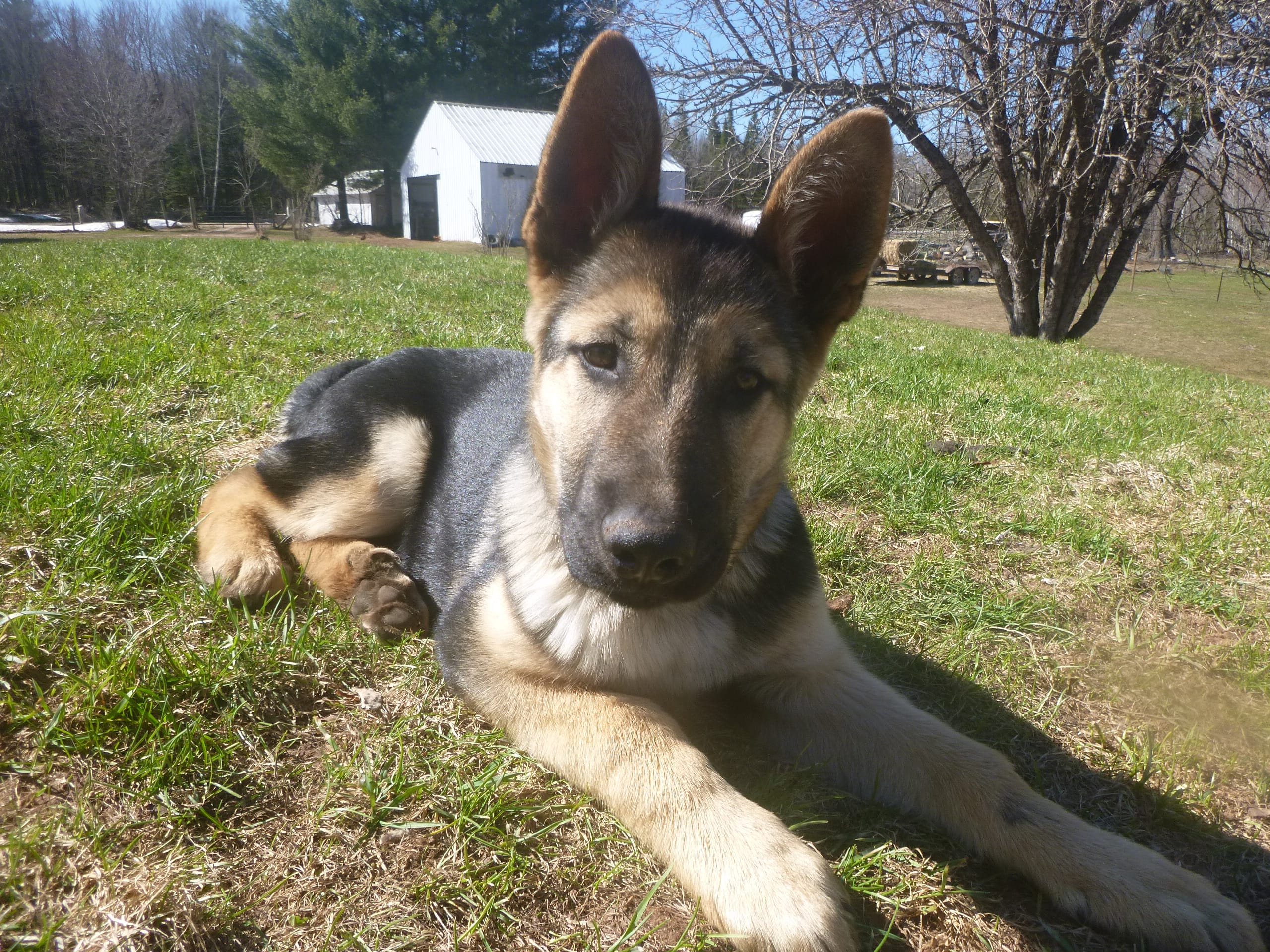 Brown – German Shepherd Dog puppy for sale in Pelkie, MI
