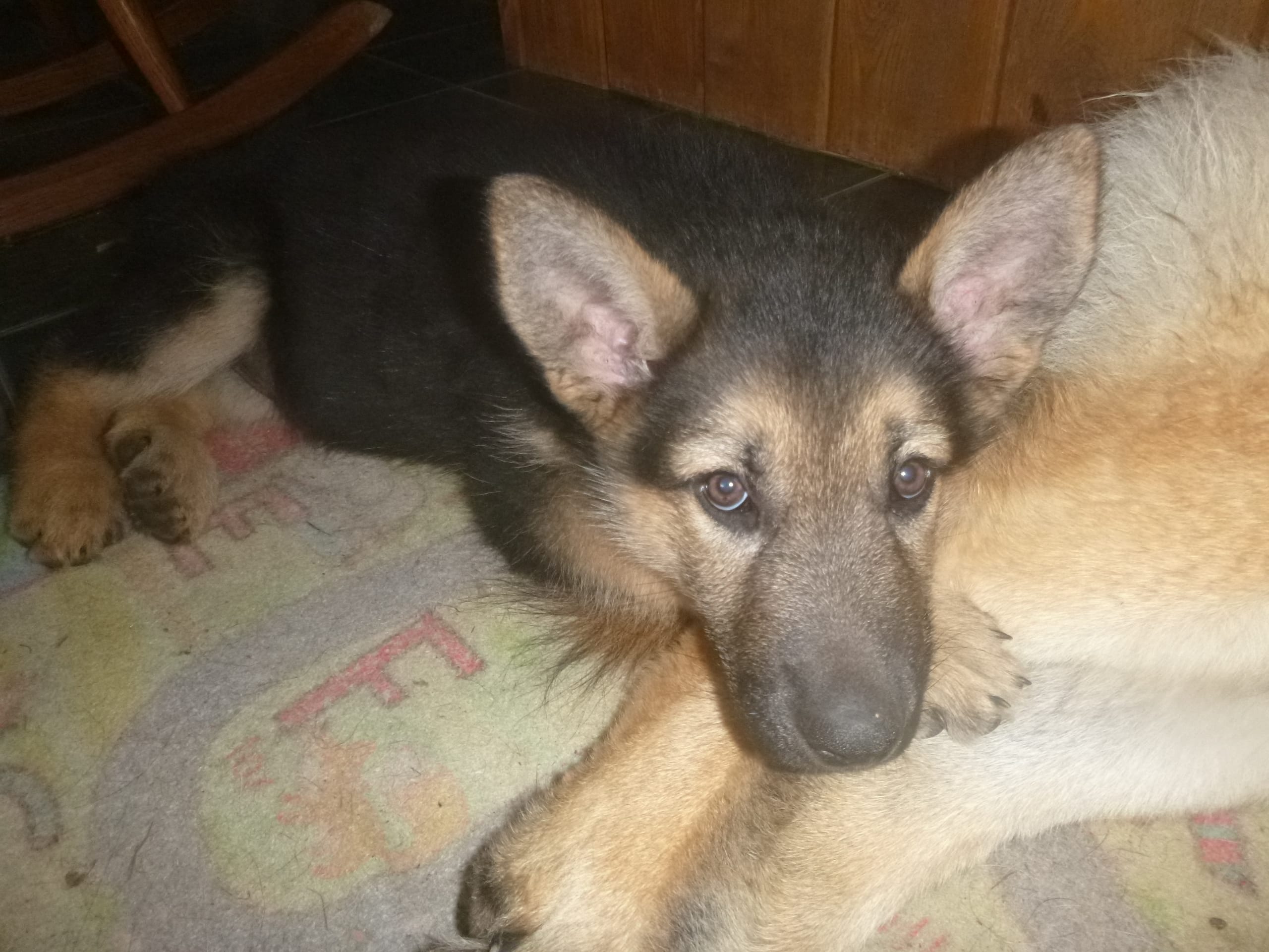 Brown – German Shepherd Dog puppy for sale in Pelkie, MI