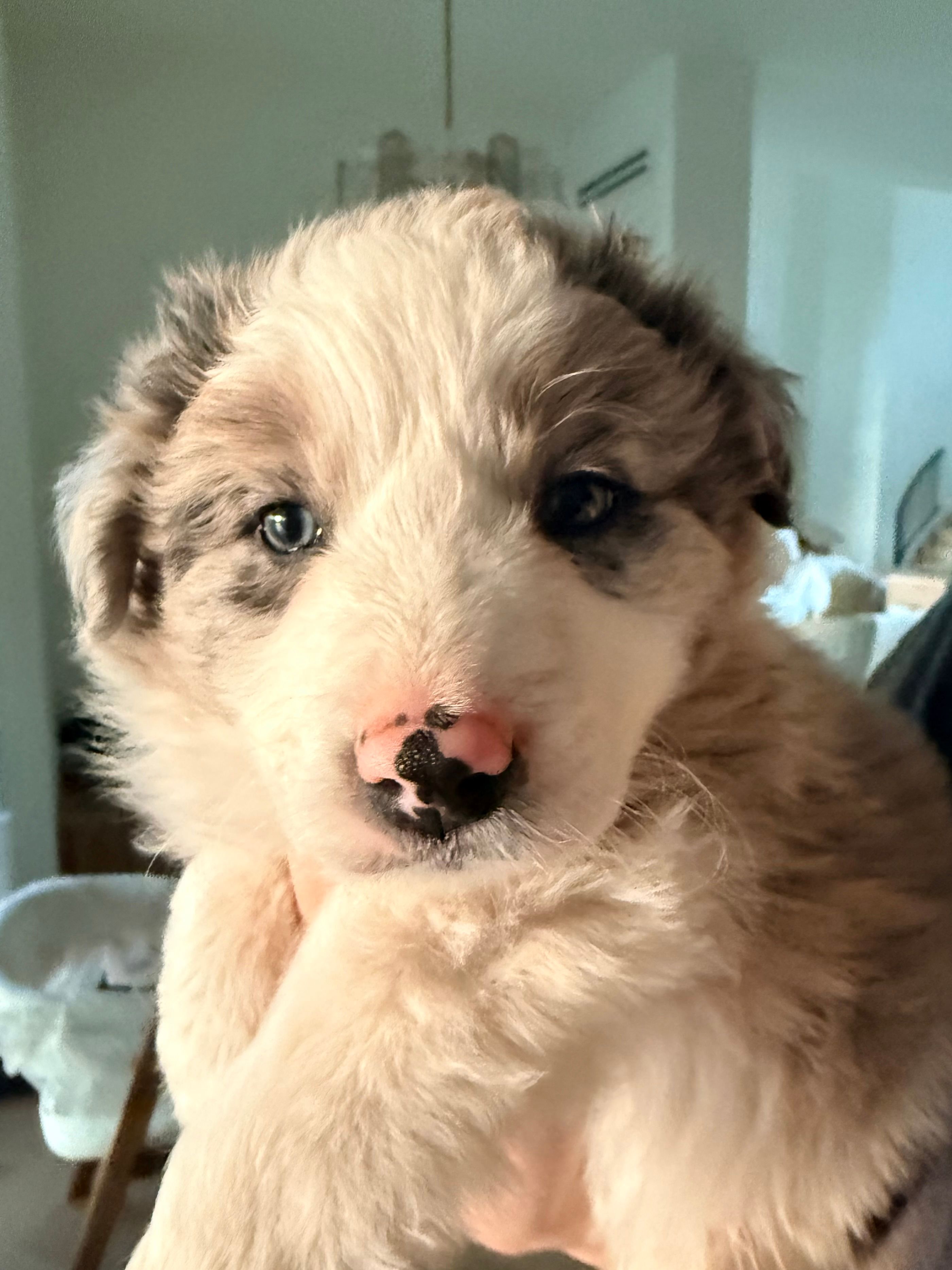 AKC CHAMPION BLOODLINE- FLURRY