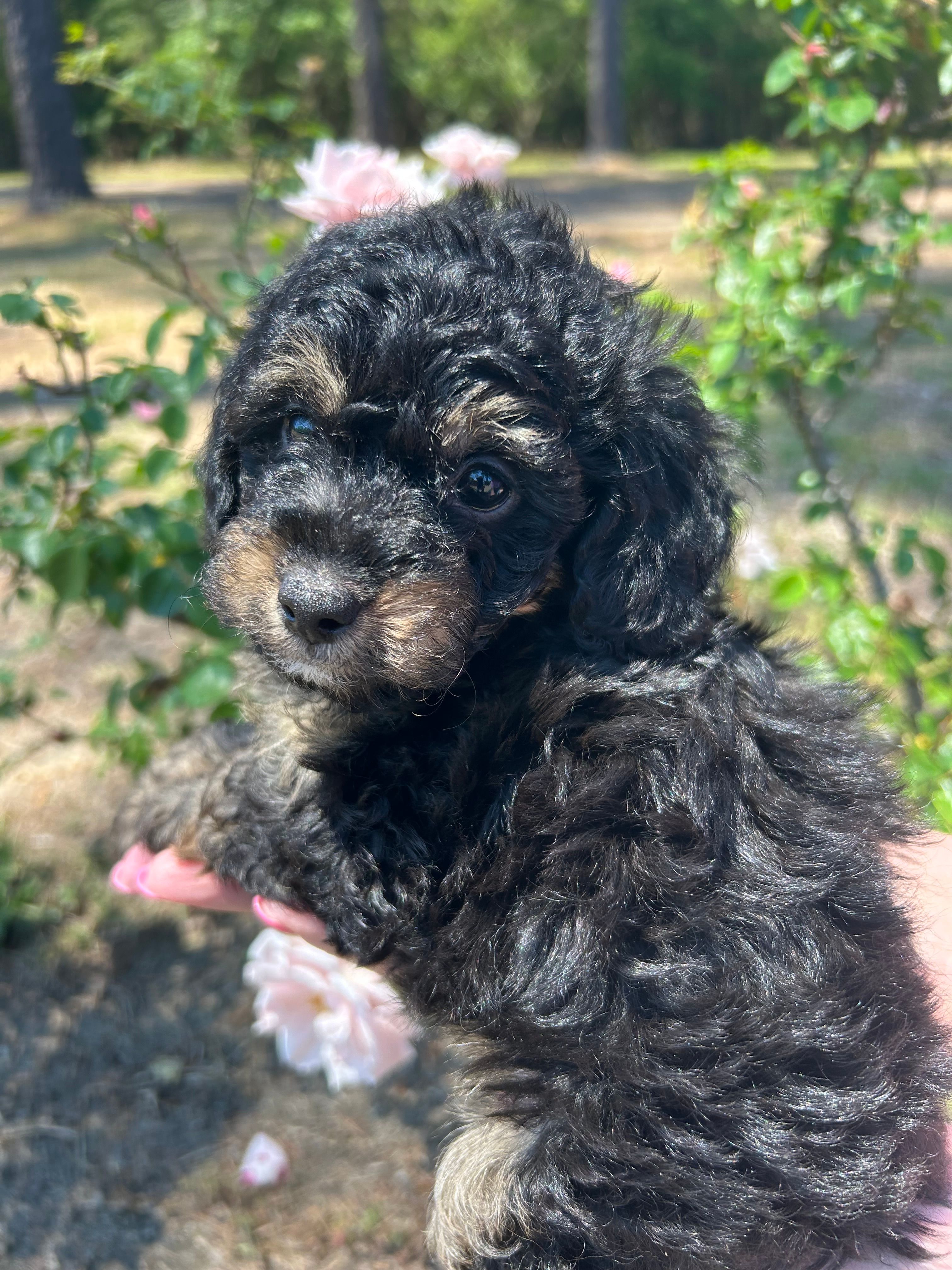 Benny – Poodle - Toy  puppy for sale in Sumter, SC
