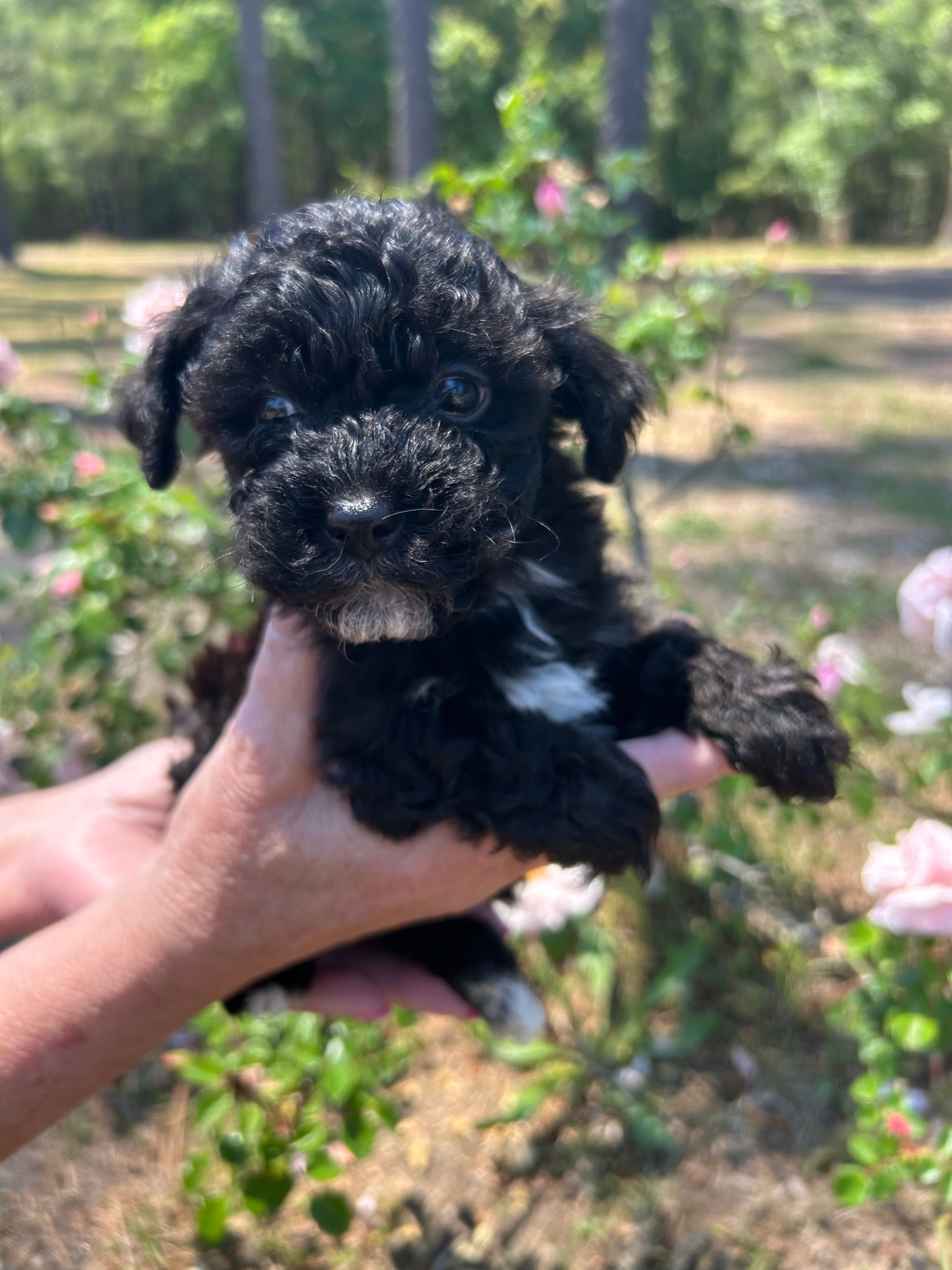 Olive – Poodle - Toy  puppy for sale in Sumter, SC
