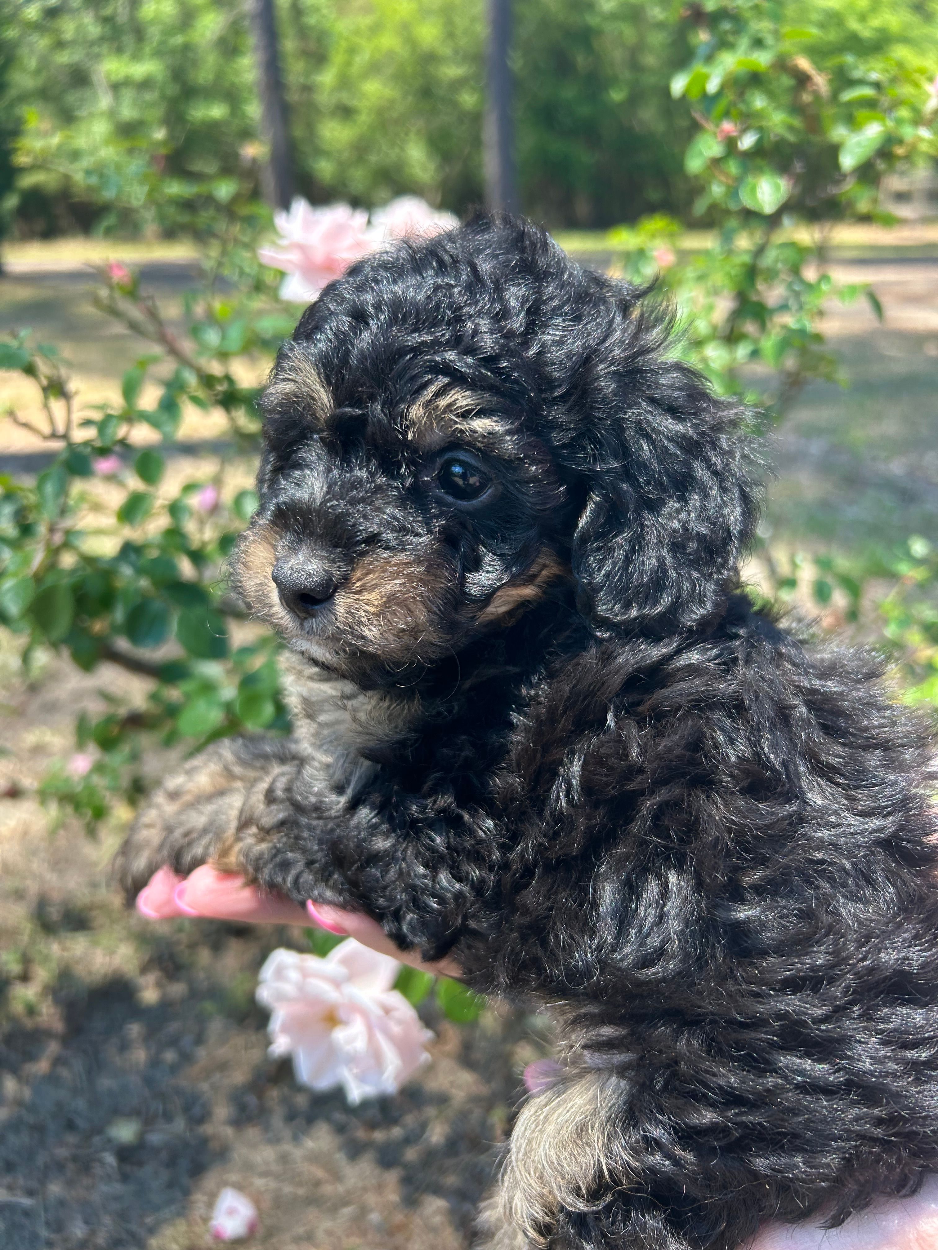 Benny – Poodle - Toy  puppy for sale in Sumter, SC