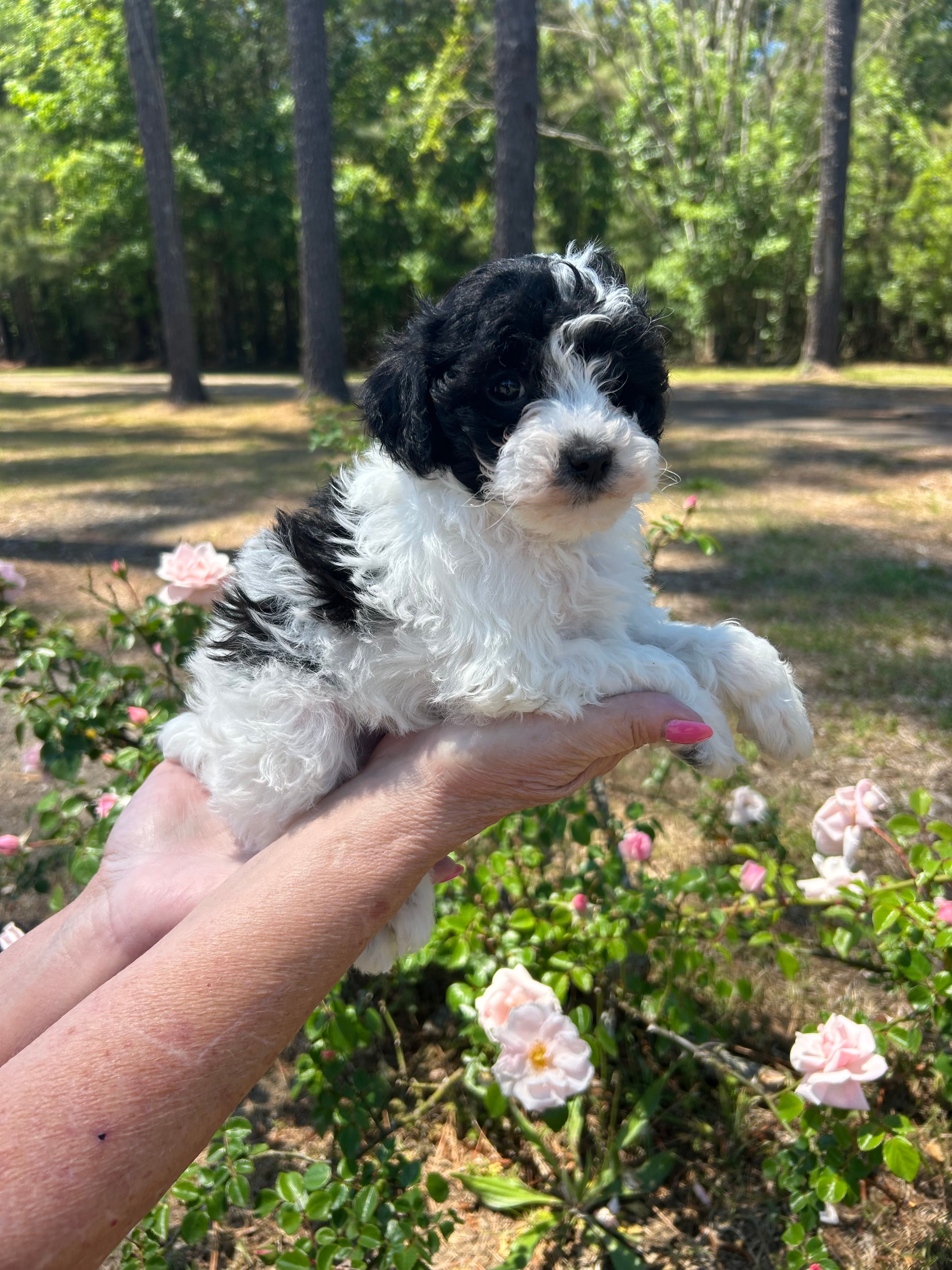 Abba – Poodle - Toy  puppy for sale in Sumter, SC