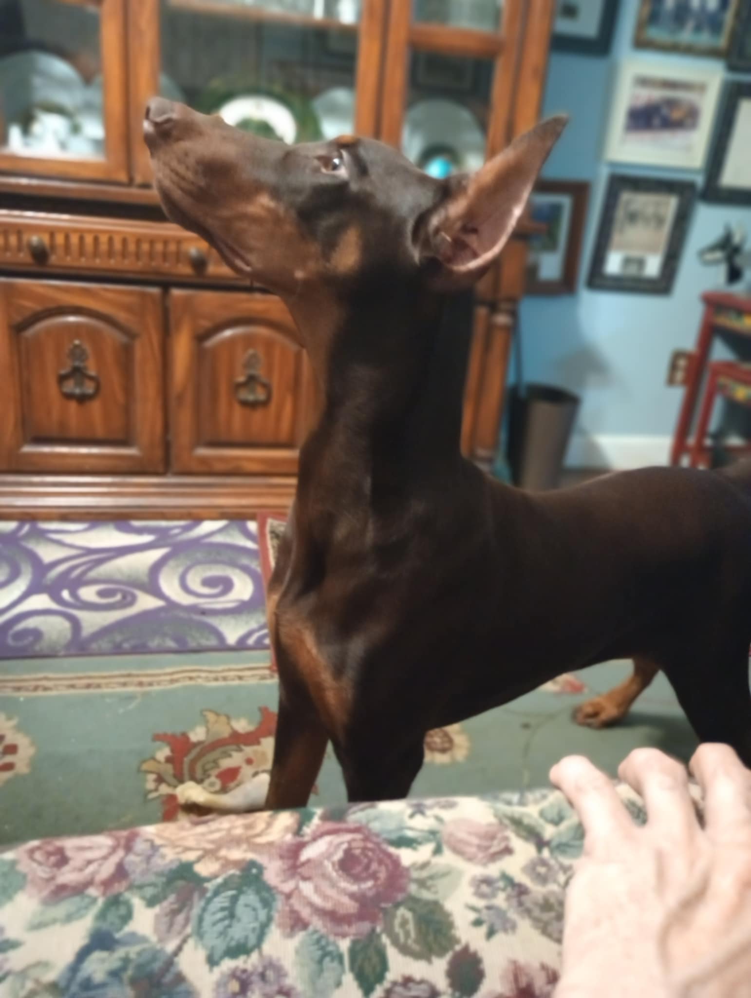 Male 6 – Doberman Pinscher puppy for sale in Lynchburg, OH