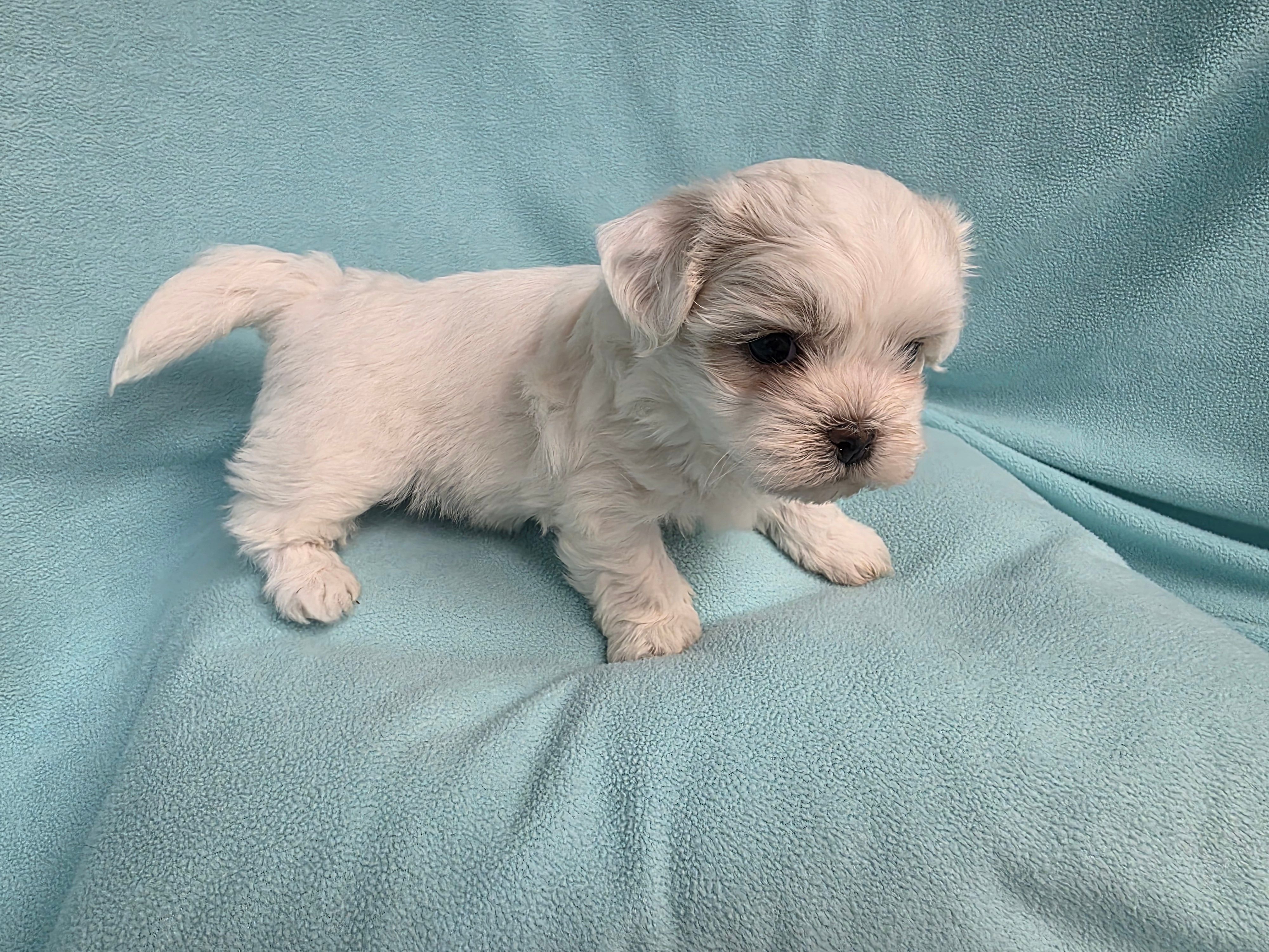 Rip MC#8958 – Shichon puppy for sale in Shelbyville, IN