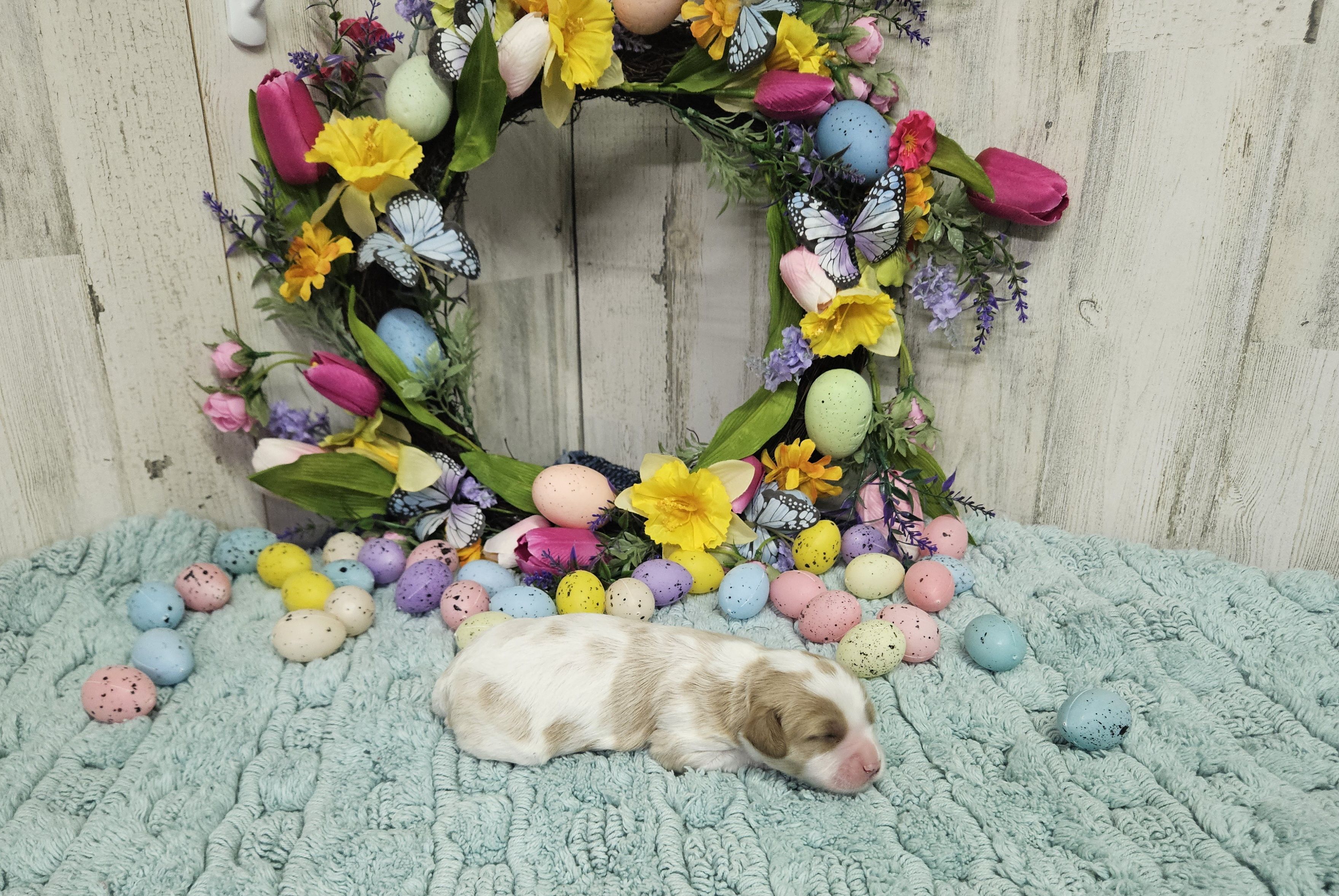 F1 Asher, a male Cavapoo for sale in Jacksonville, NC – Photo 2 of 3