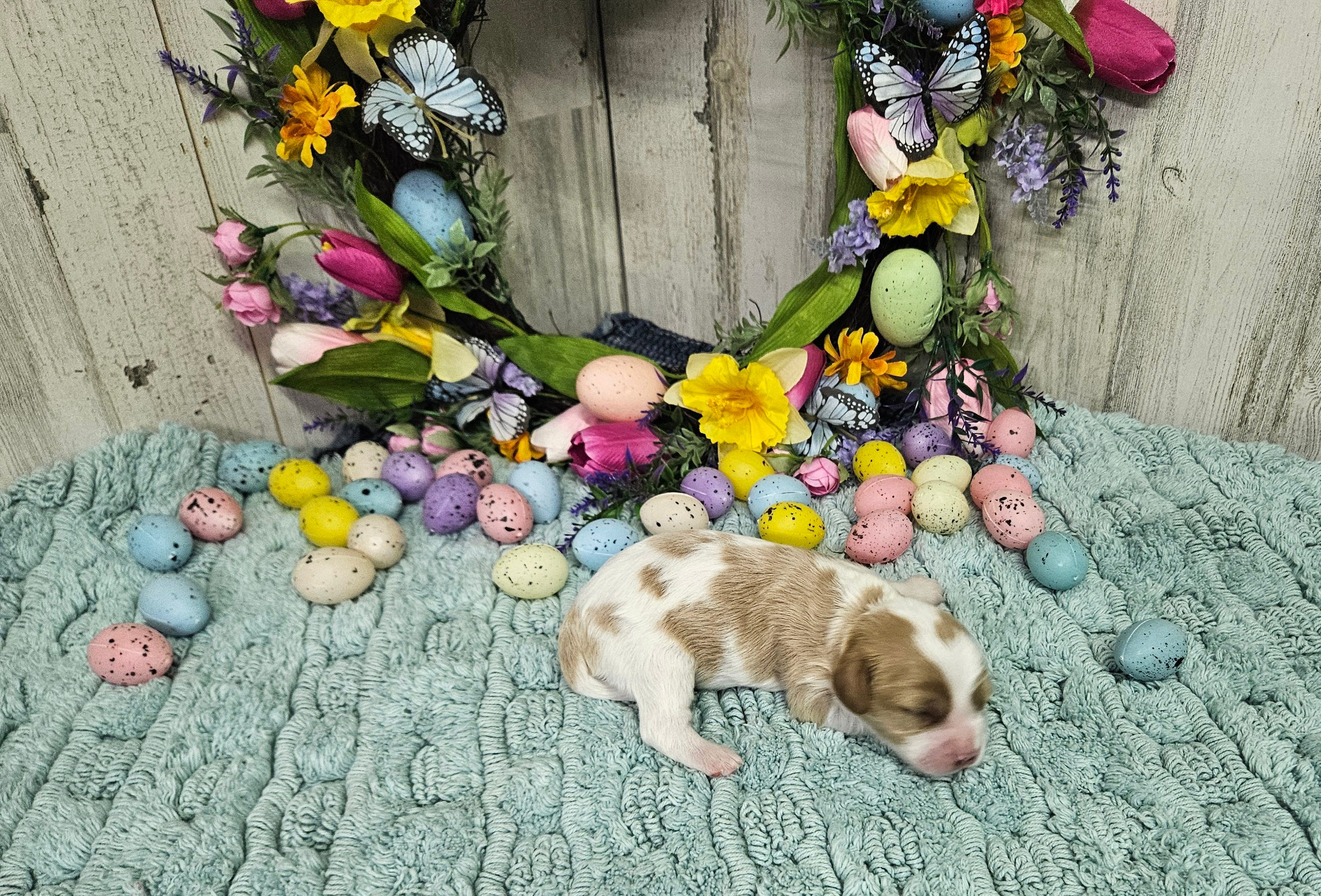 F1 Stormy – Cavapoo puppy for sale in Jacksonville, NC