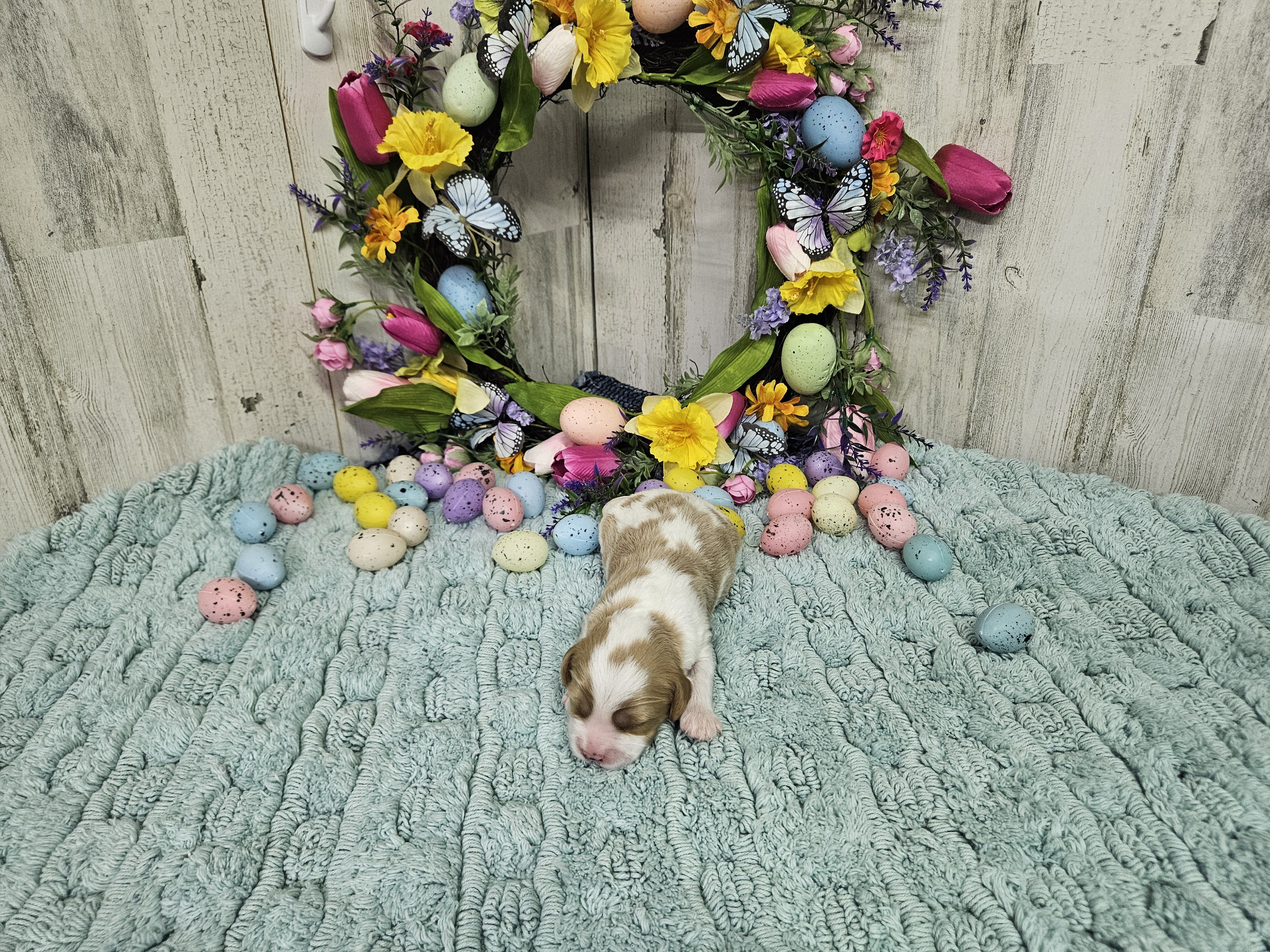 F1 Stormy, a male Cavapoo for sale in Jacksonville, NC – Photo 3 of 3