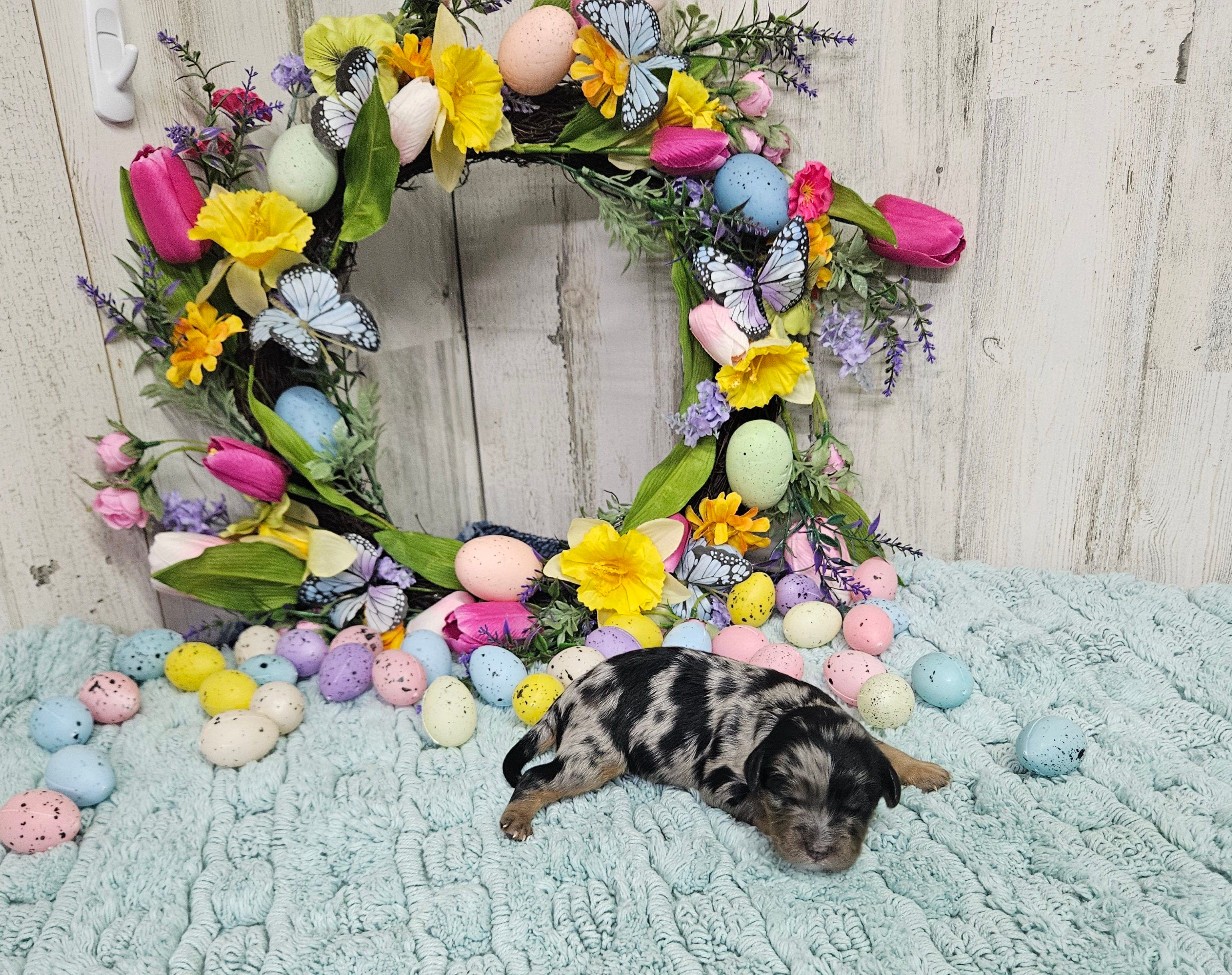 F1 Forest – Cavapoo puppy for sale in Jacksonville, NC