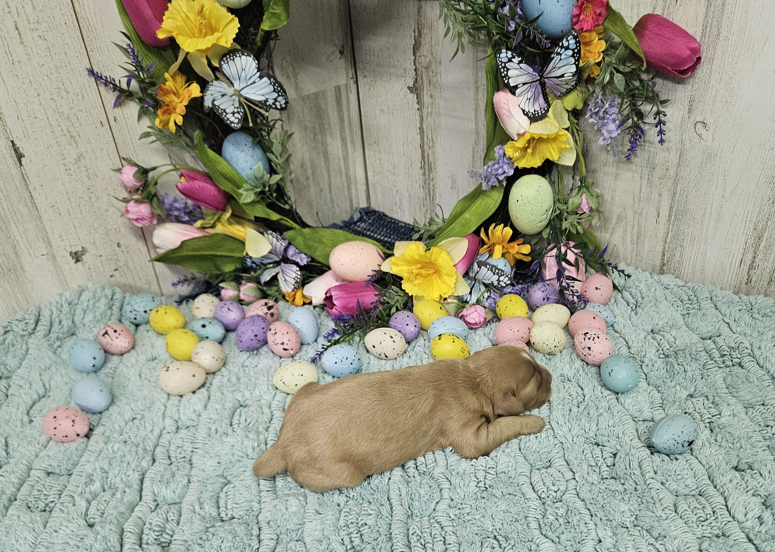 F1 River, a male Cavapoo for sale in Jacksonville, NC – Photo 2 of 3