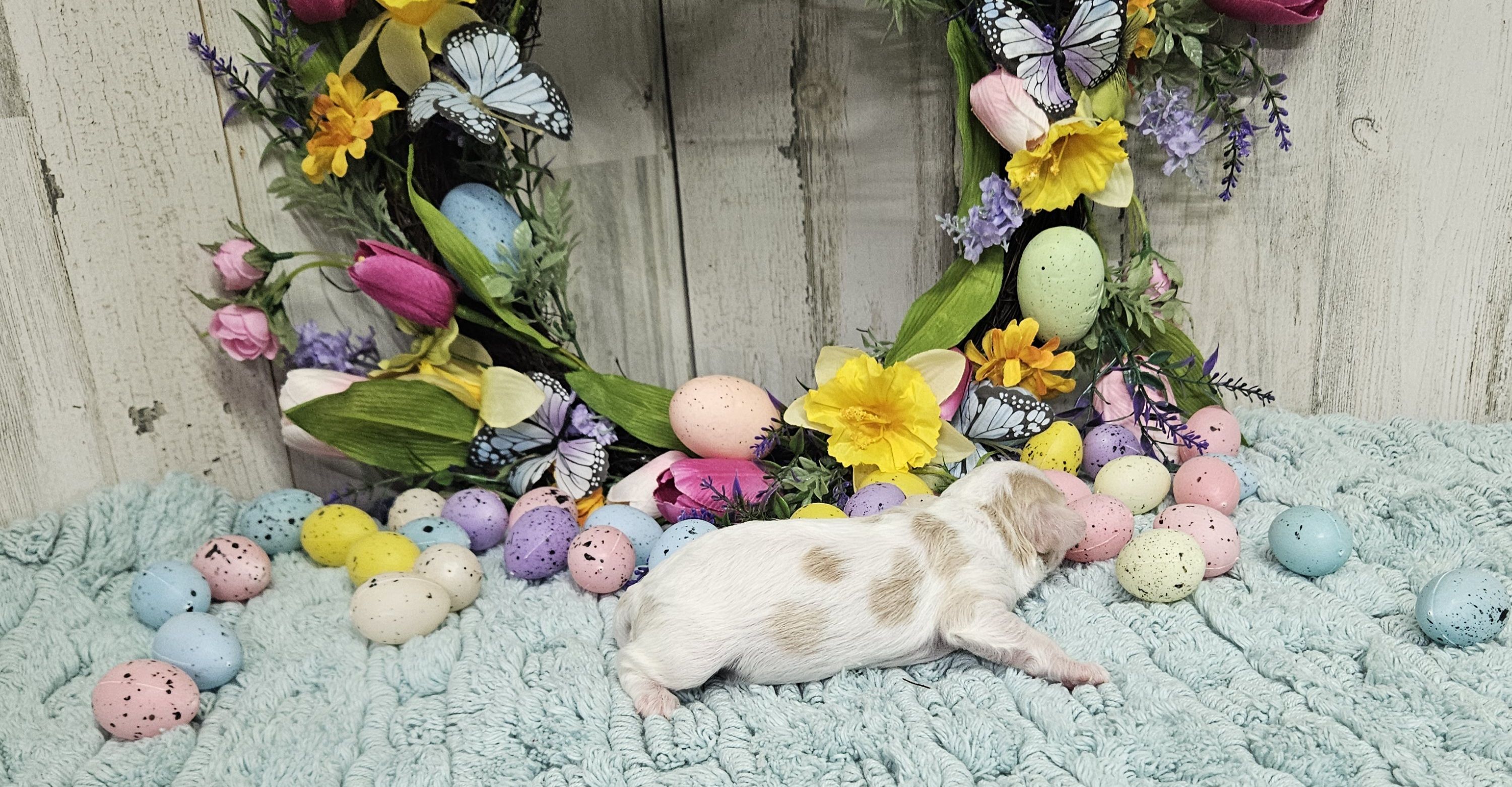 F1 Honey, a female Cavapoo for sale in Jacksonville, NC – Photo 2 of 3