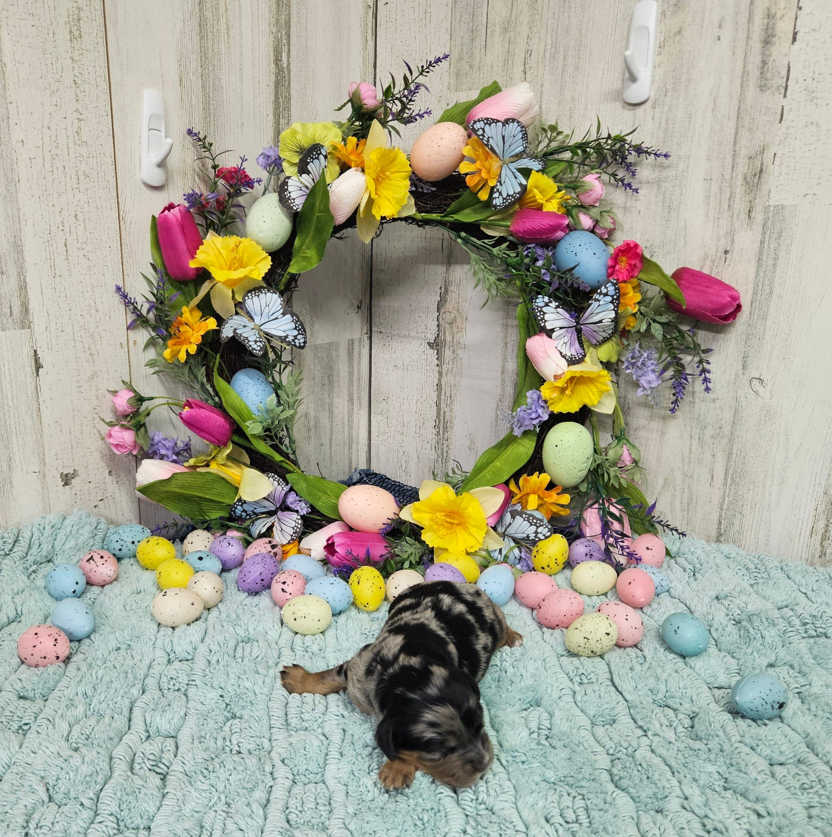 F1 Forest, a male Cavapoo for sale in Jacksonville, NC – Photo 3 of 3