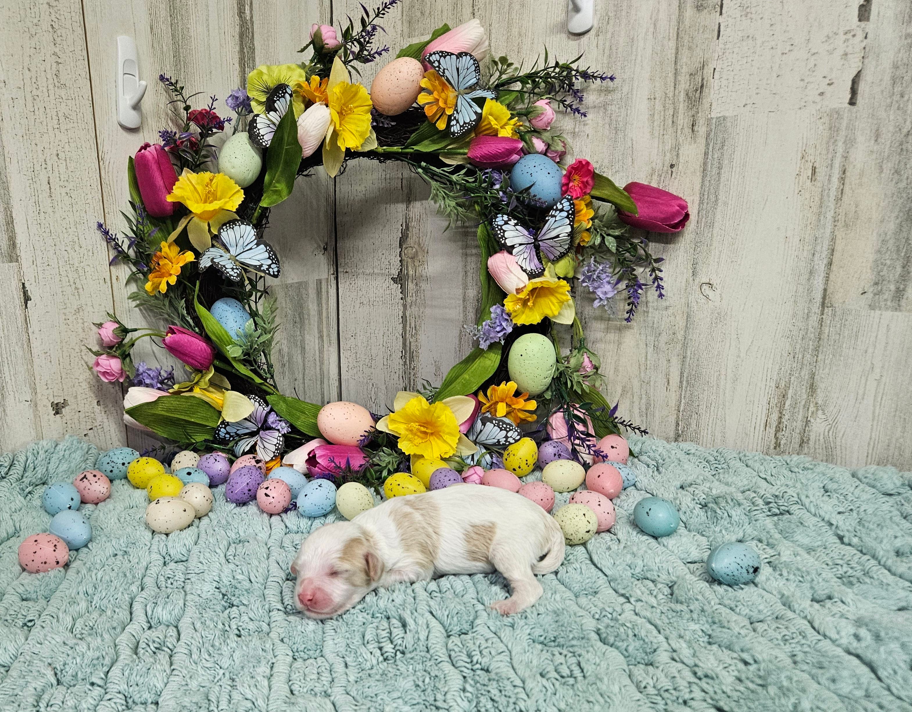 F1 Honey – Cavapoo puppy for sale in Jacksonville, NC