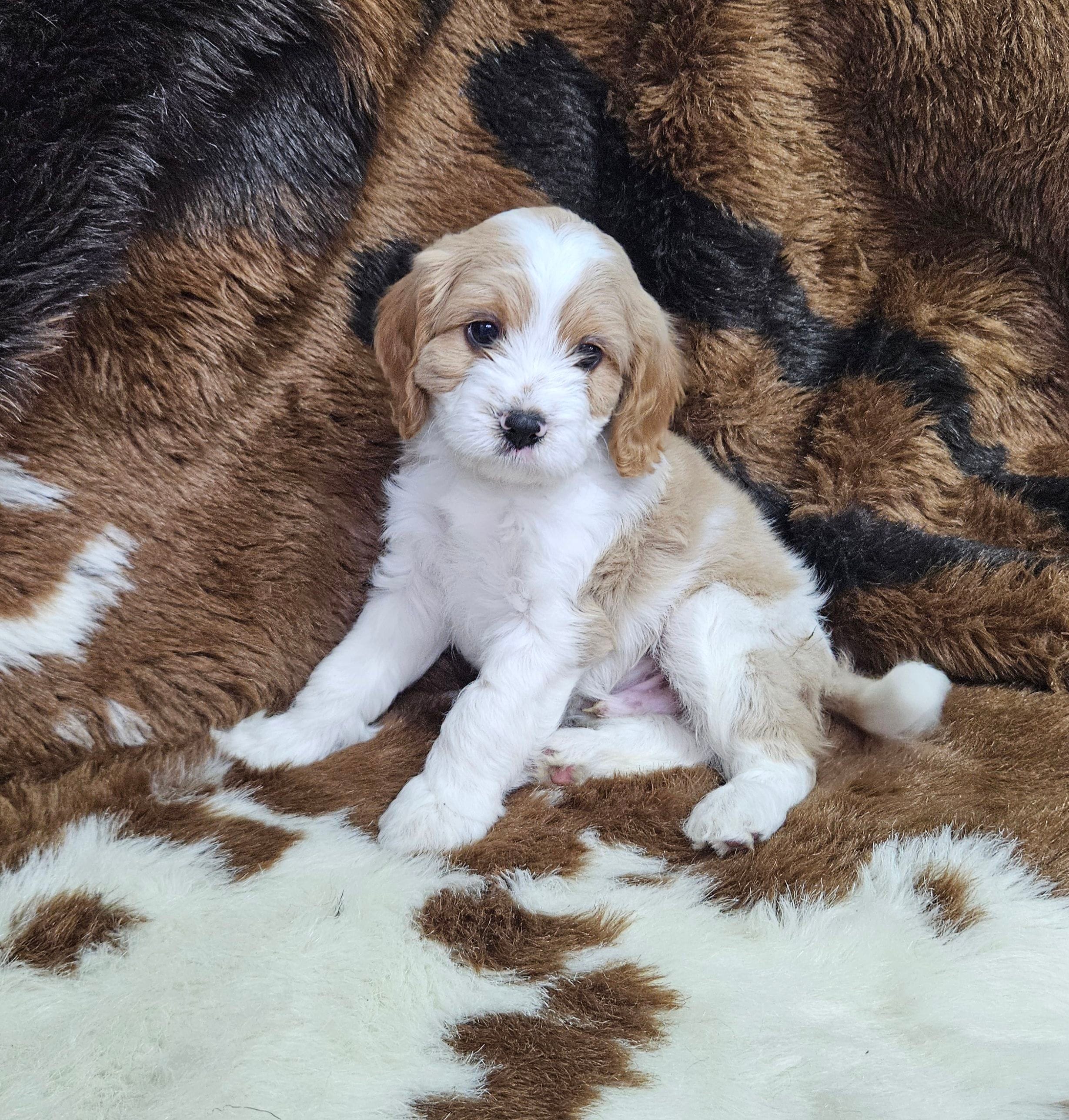 F1 Stormy – Cavapoo puppy for sale in Jacksonville, NC
