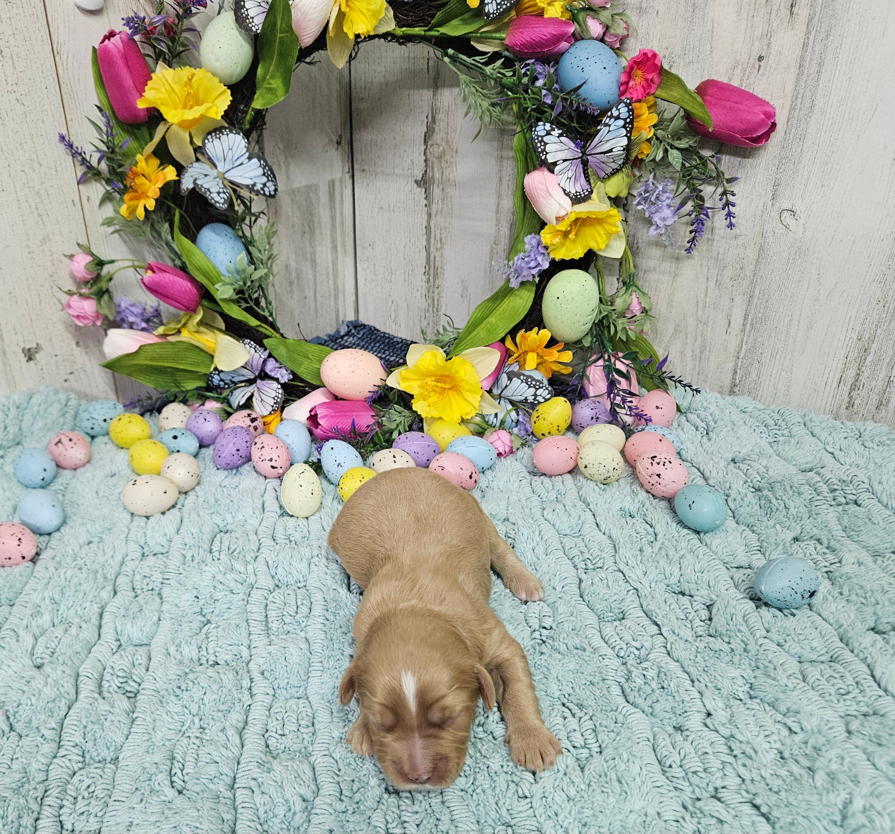 F1 River, a male Cavapoo for sale in Jacksonville, NC – Photo 3 of 3