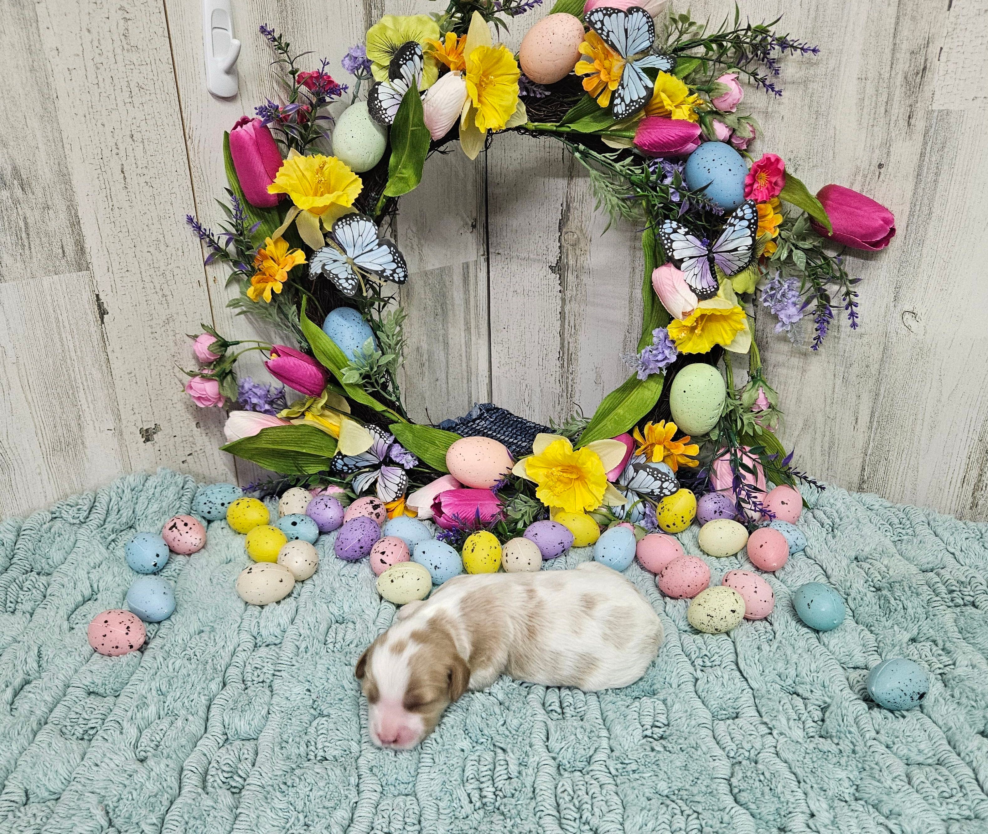 F1 Asher – Cavapoo puppy for sale in Jacksonville, NC