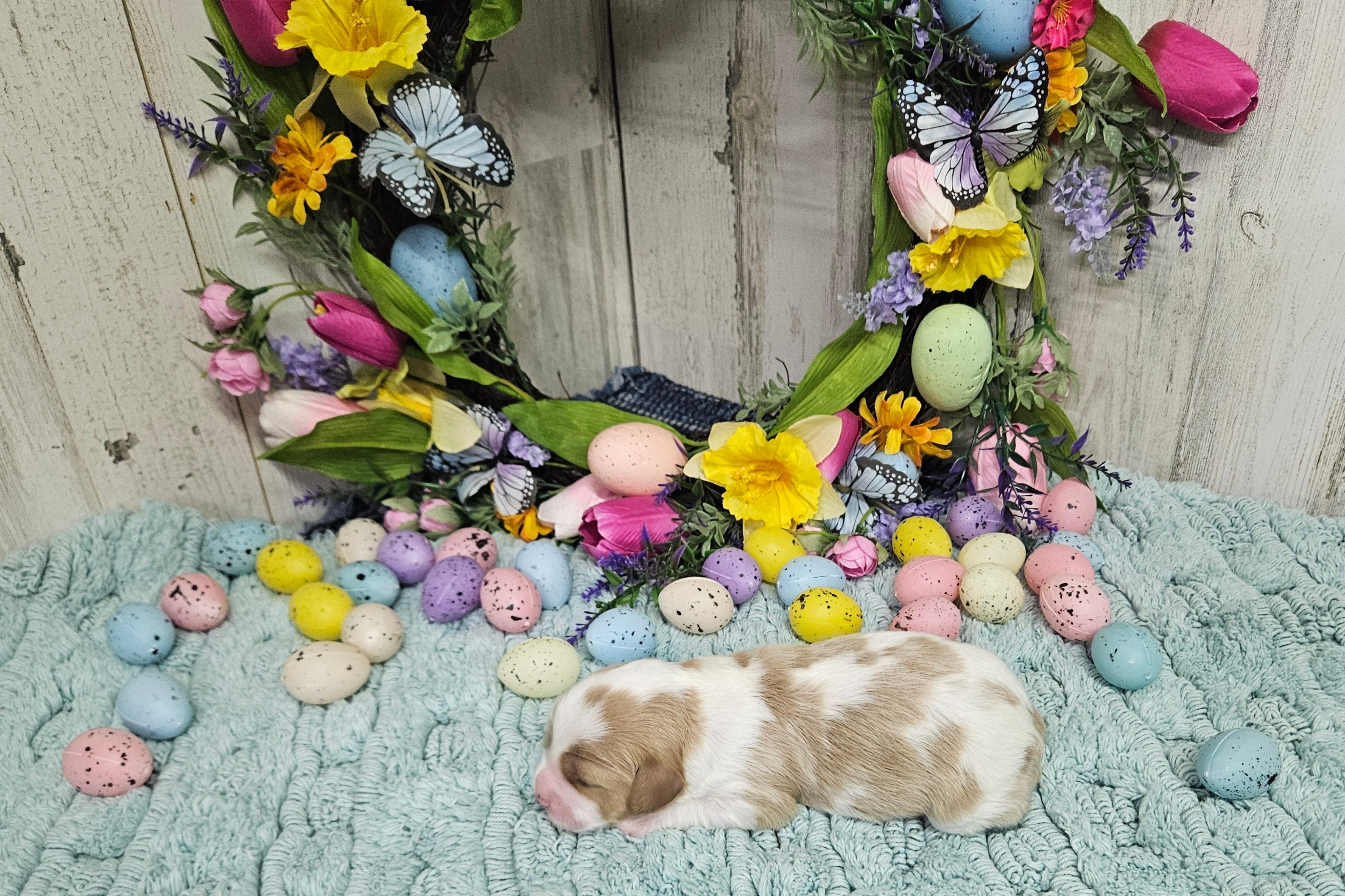 F1 Stormy, a male Cavapoo for sale in Jacksonville, NC – Photo 2 of 3