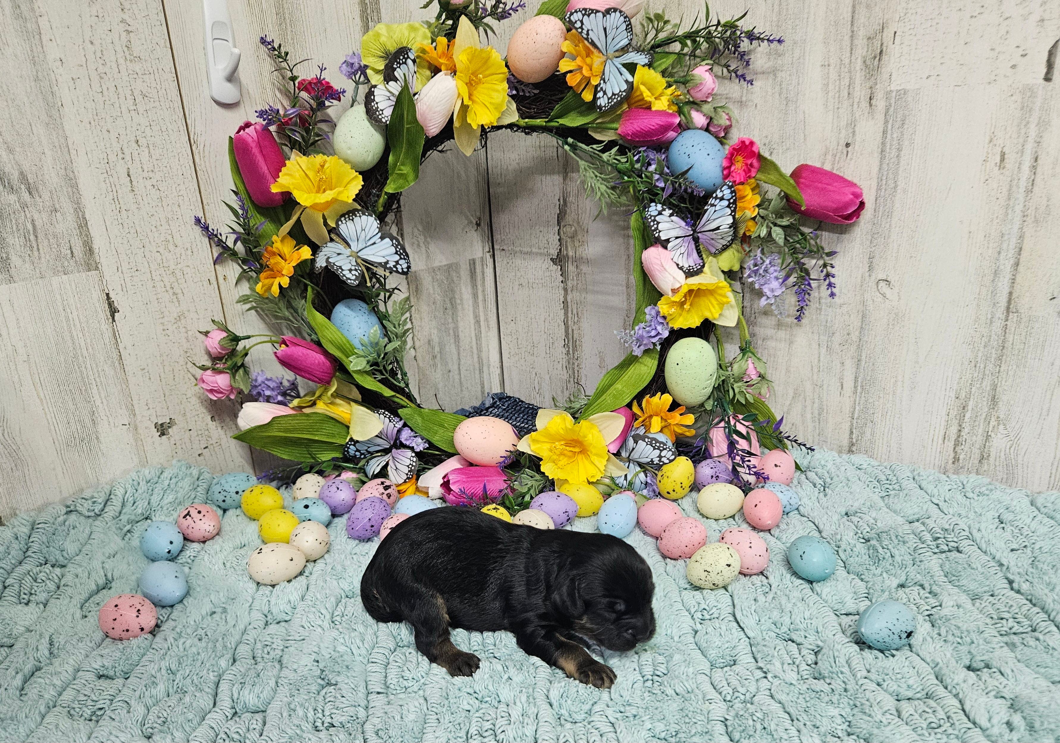 F1 Rainy – Cavapoo puppy for sale in Jacksonville, NC