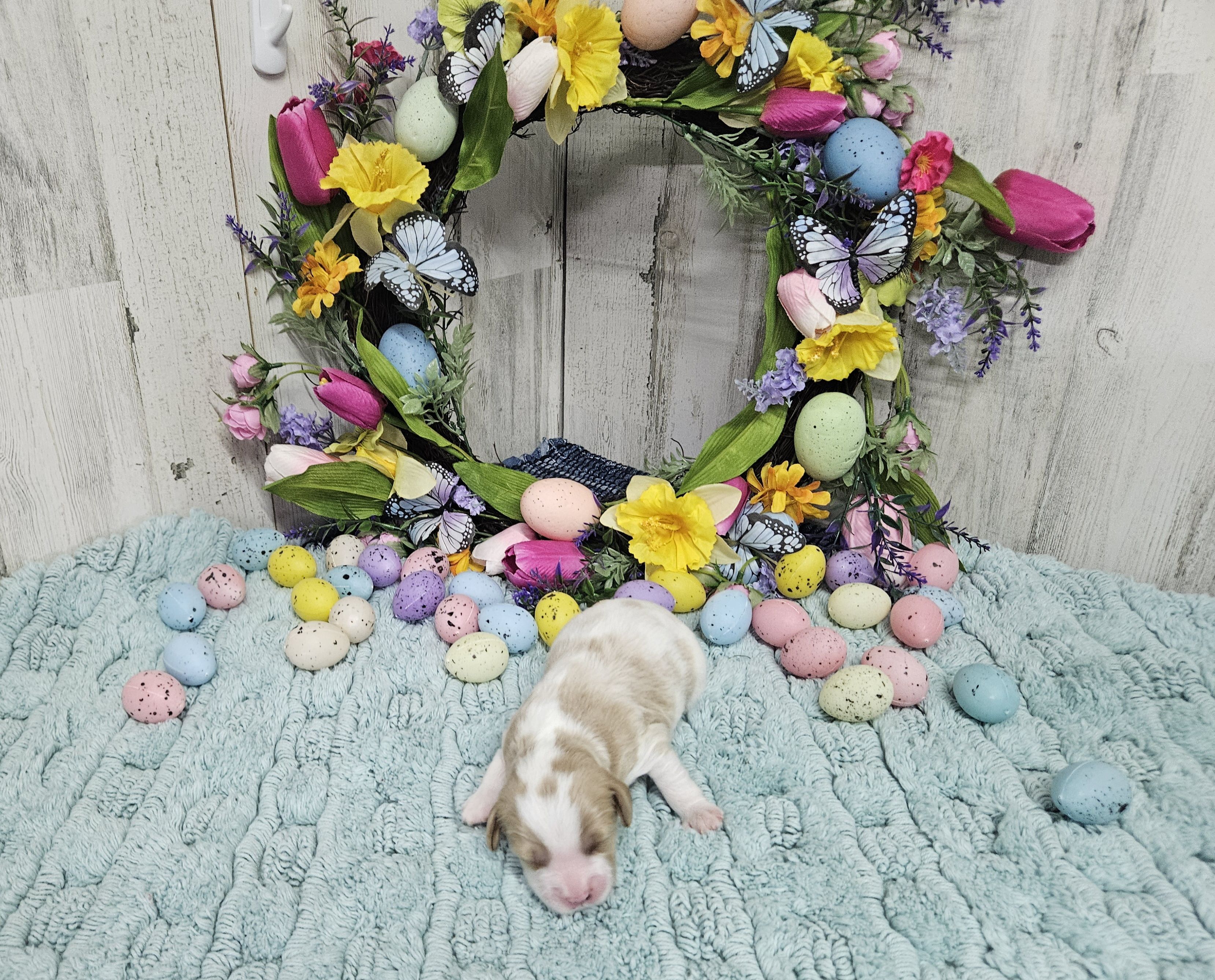 F1 Asher, a male Cavapoo for sale in Jacksonville, NC – Photo 3 of 3