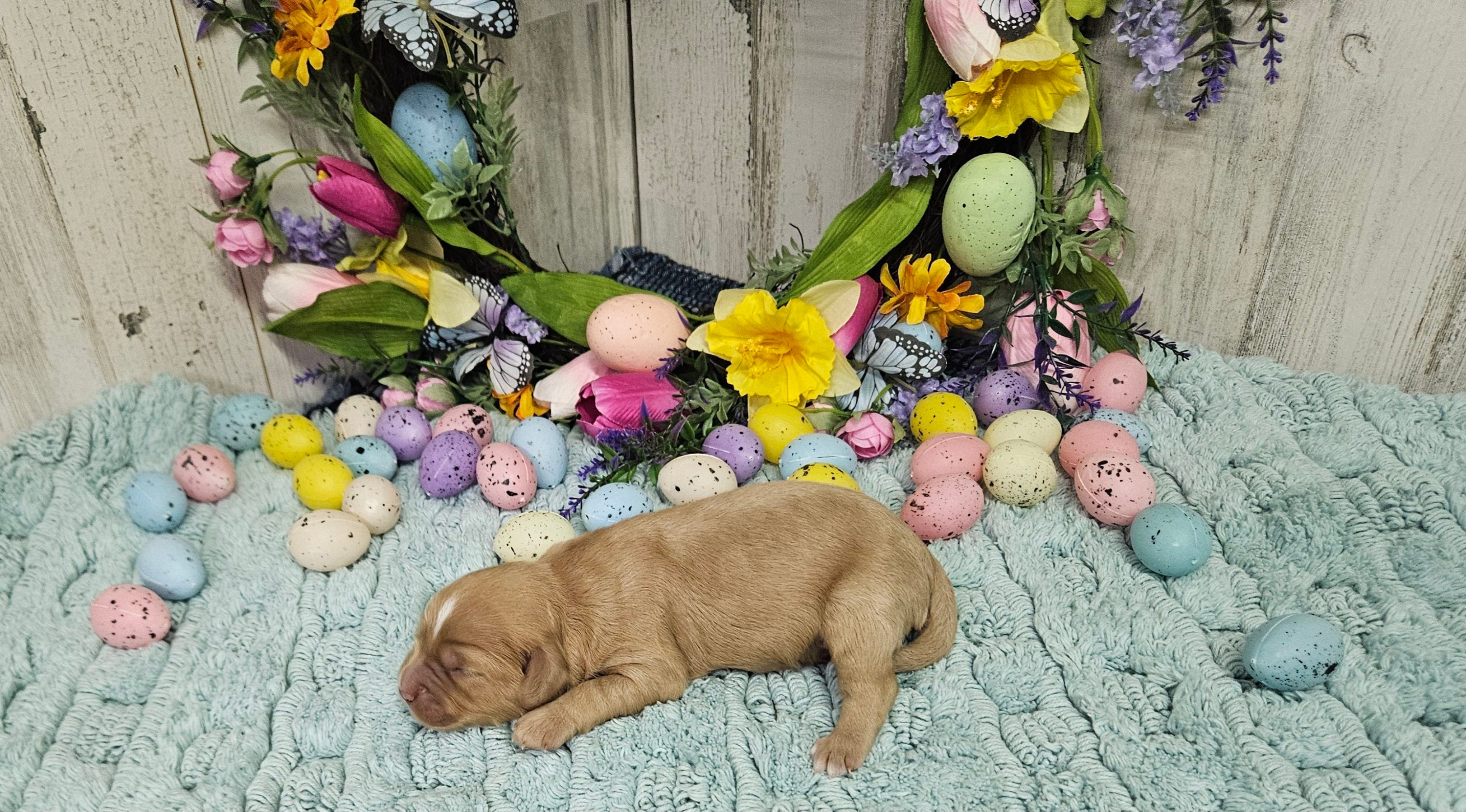 F1 River – Cavapoo puppy for sale in Jacksonville, NC