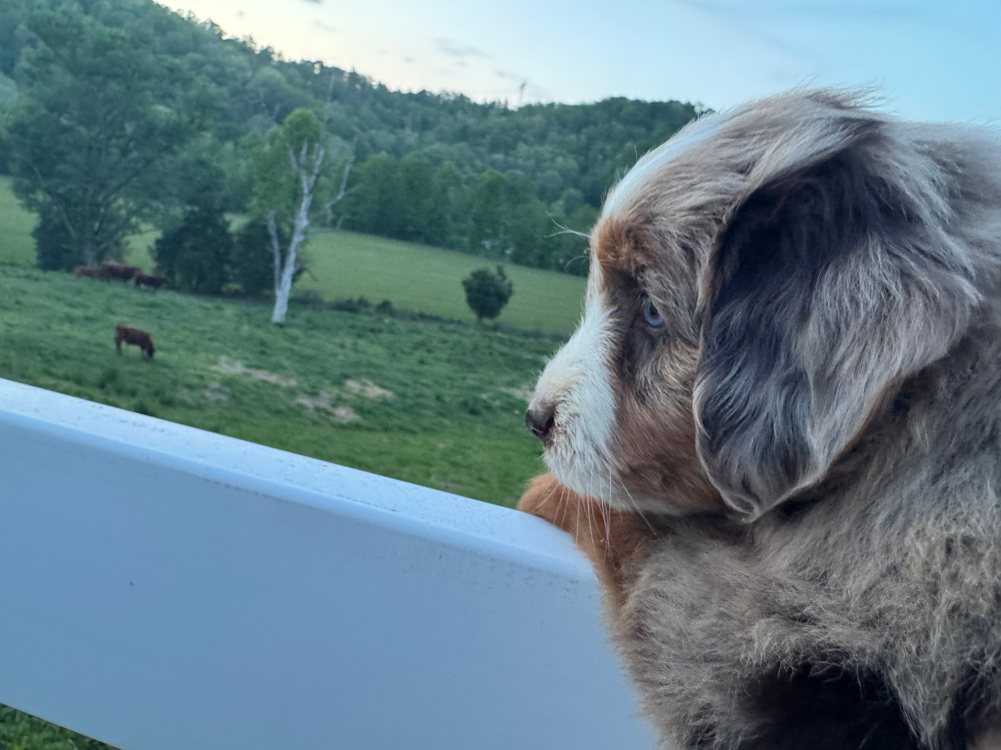 Mr Zuckerman – Miniature Australian Shepherd, Miniature Bernedoodle puppy for sale in Wayne, WV