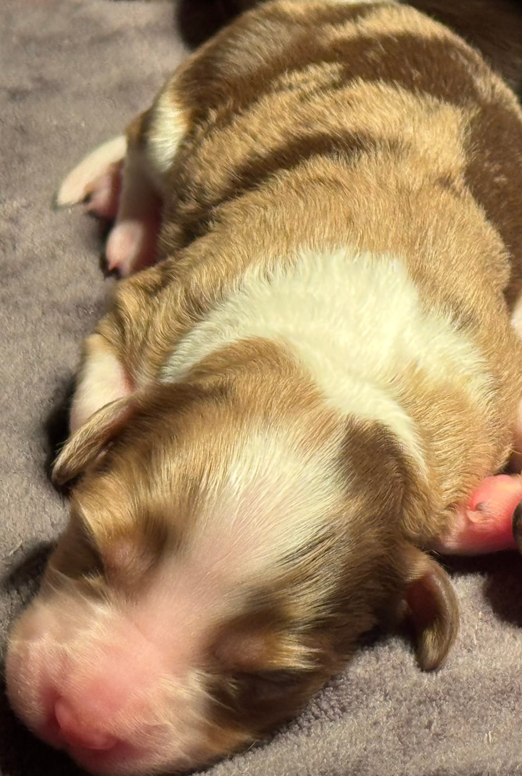 Charlotte – Miniature Australian Shepherd, Miniature Bernedoodle puppy for sale in Wayne, WV