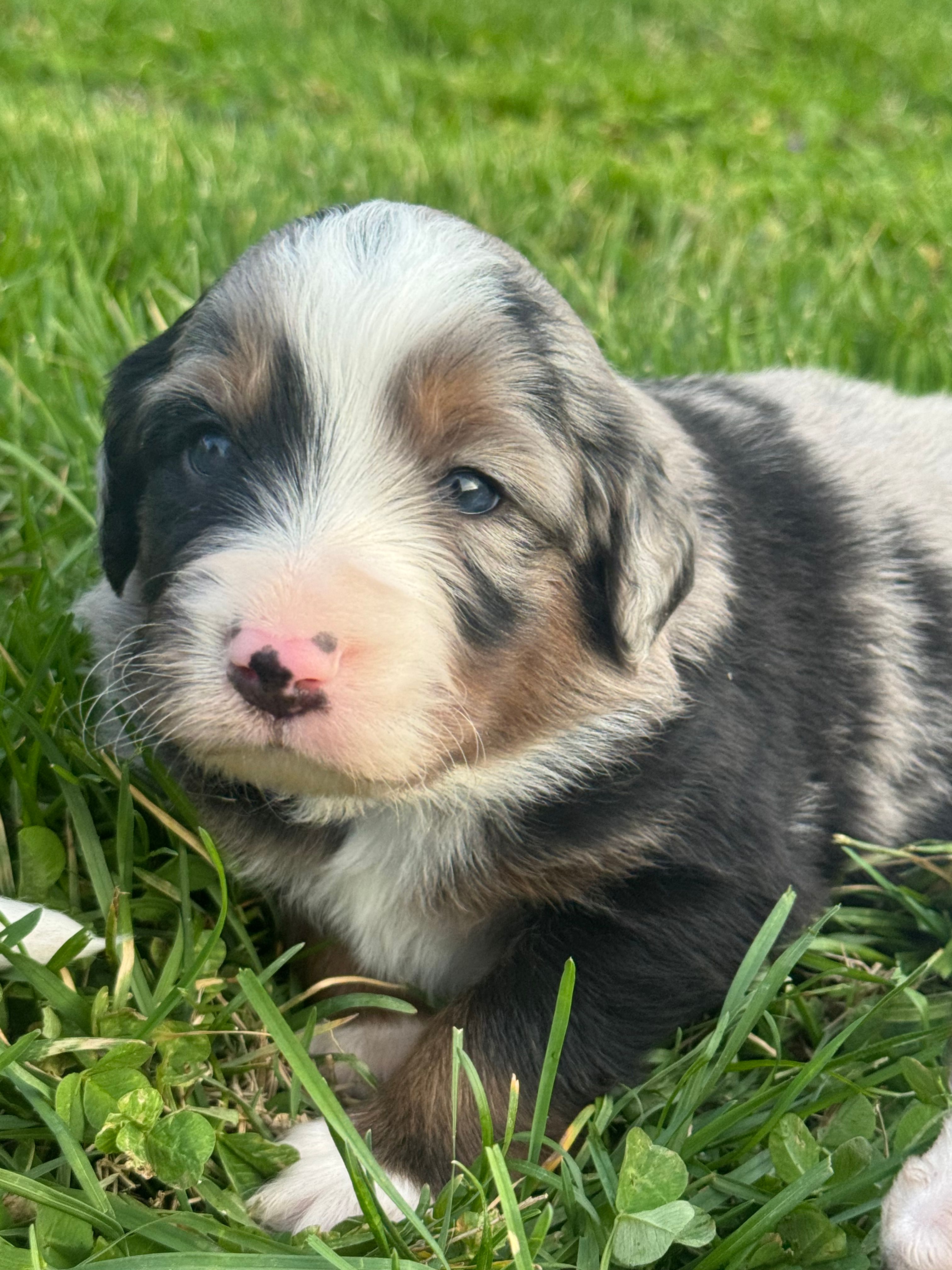 Aussie Mountain Doodle Henry – Miniature Australian Shepherd, Miniature Bernedoodle puppy for sale in Wayne, WV