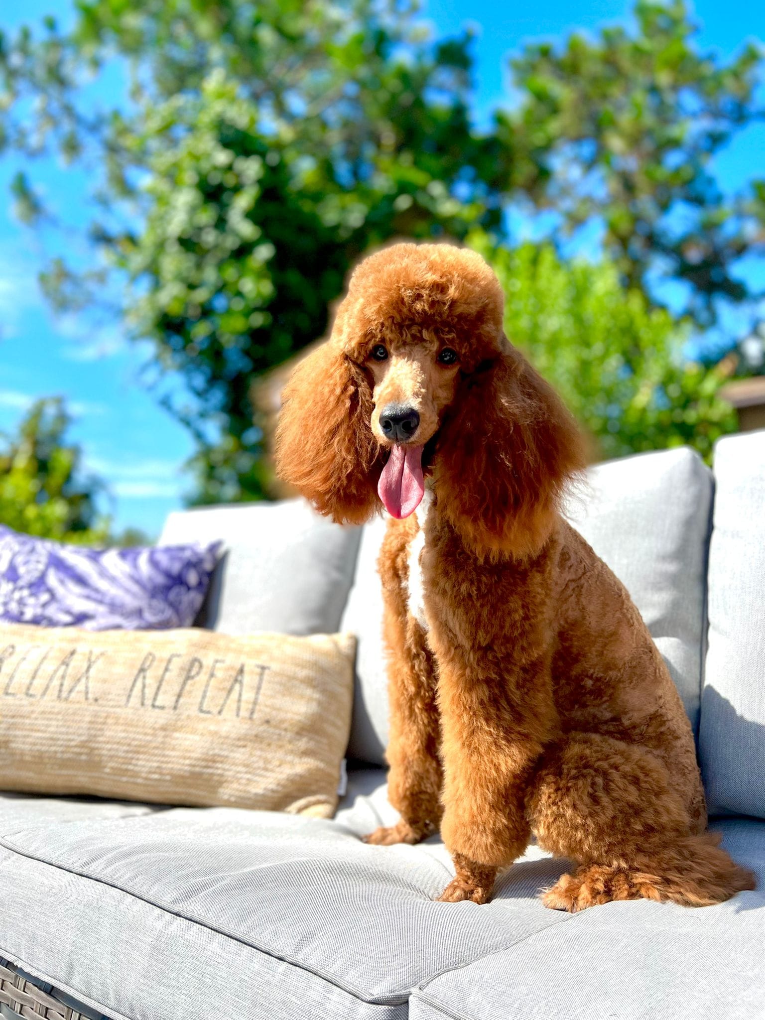 Parisians Louboutins Red Pumps – Poodle - Miniature  puppy for sale in Myakka City, FL