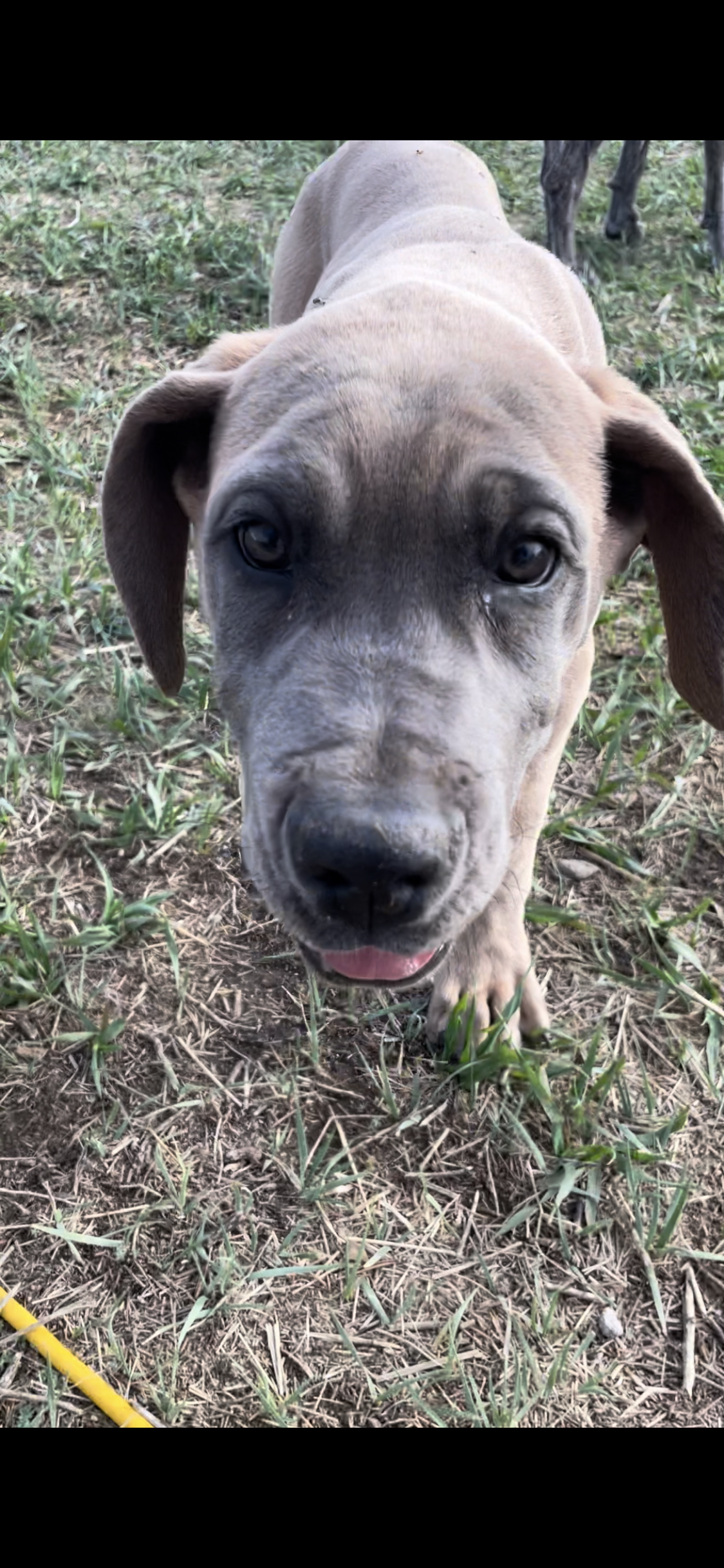 Brown eyed girl – Great Dane, Cane Corso puppy for sale in Denver, CO