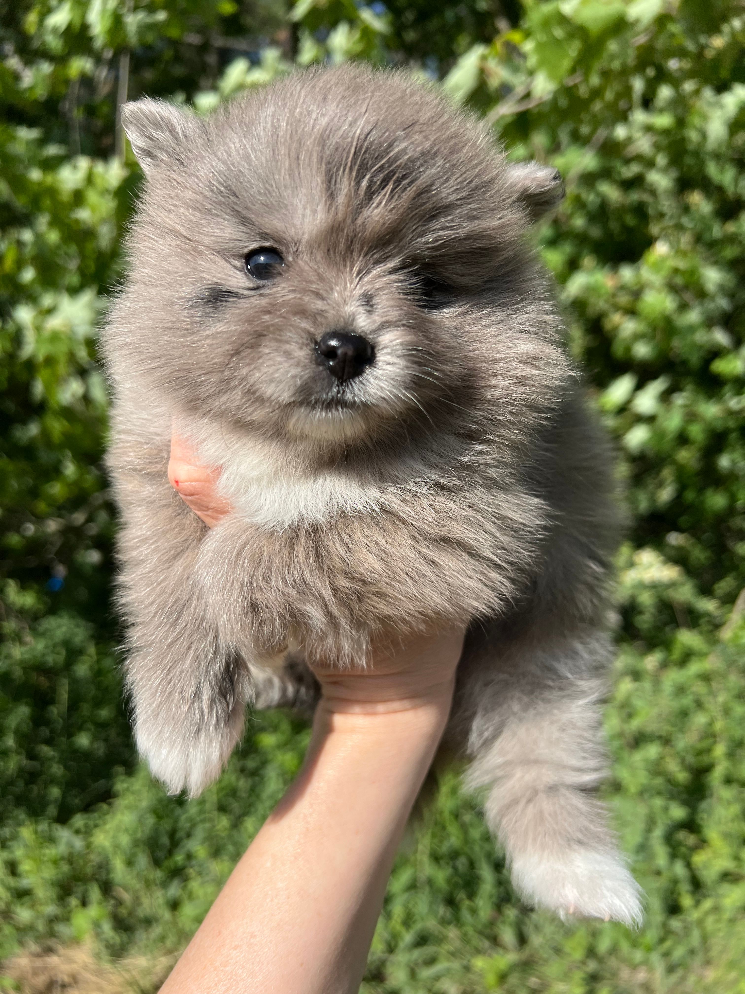 AKC Mable – Pomeranian puppy for sale in Brevard, NC