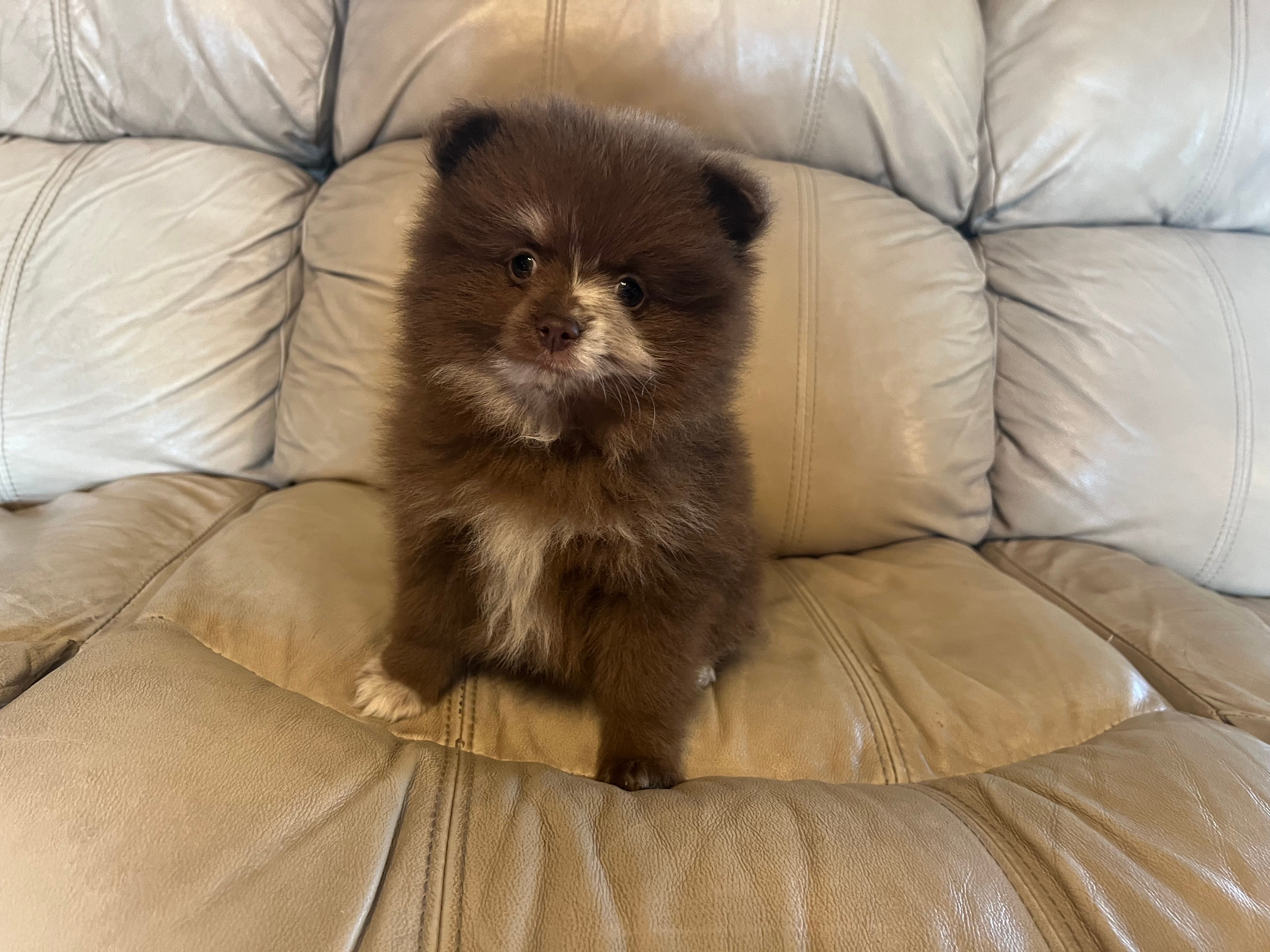 Wallace – Pomeranian puppy for sale in Brevard, NC