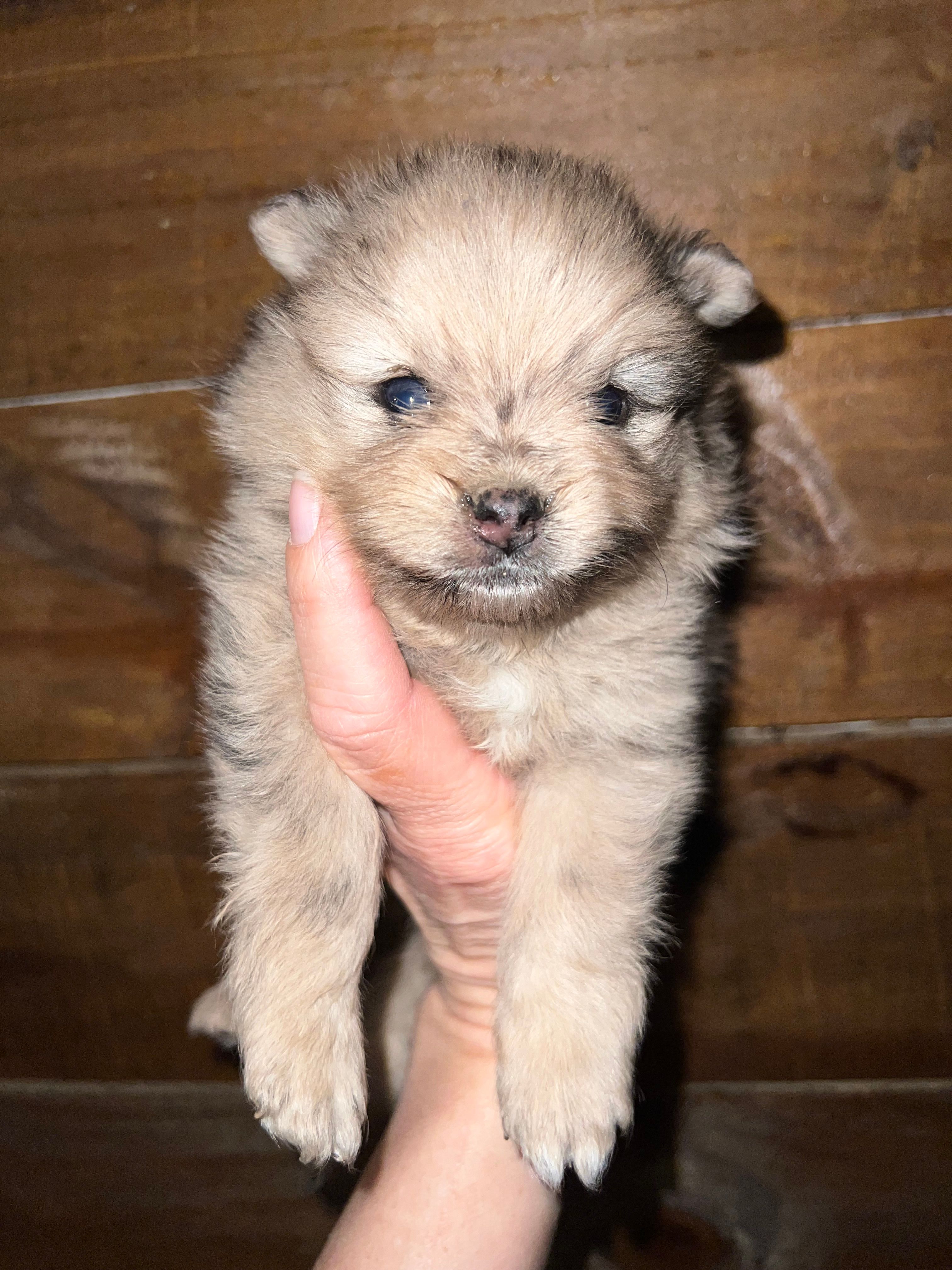 AKC Asher – Pomeranian puppy for sale in Brevard, NC