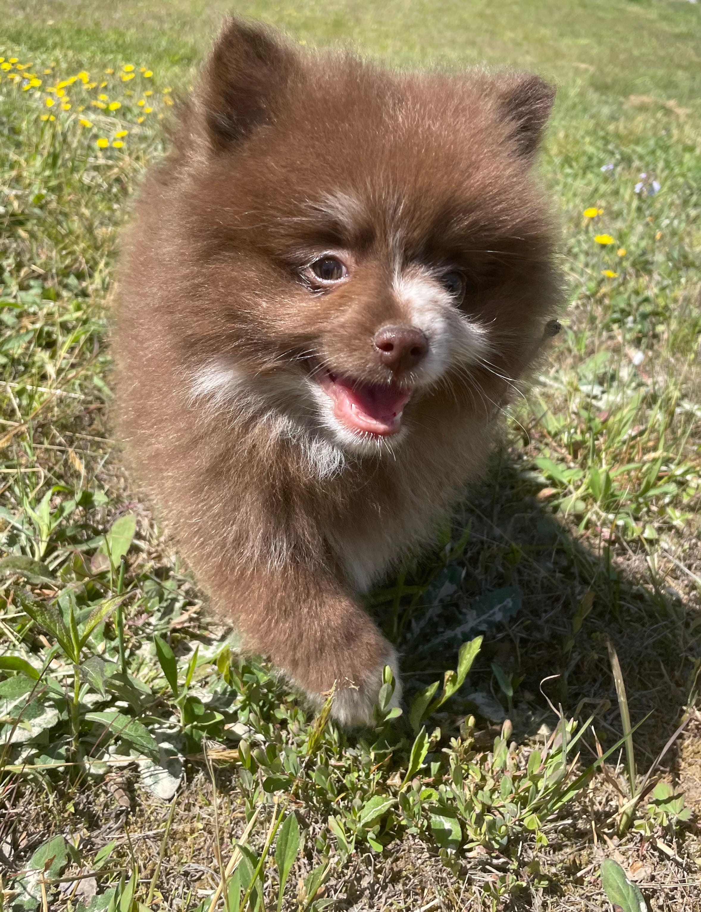 Wallace – Pomeranian puppy for sale in Brevard, NC