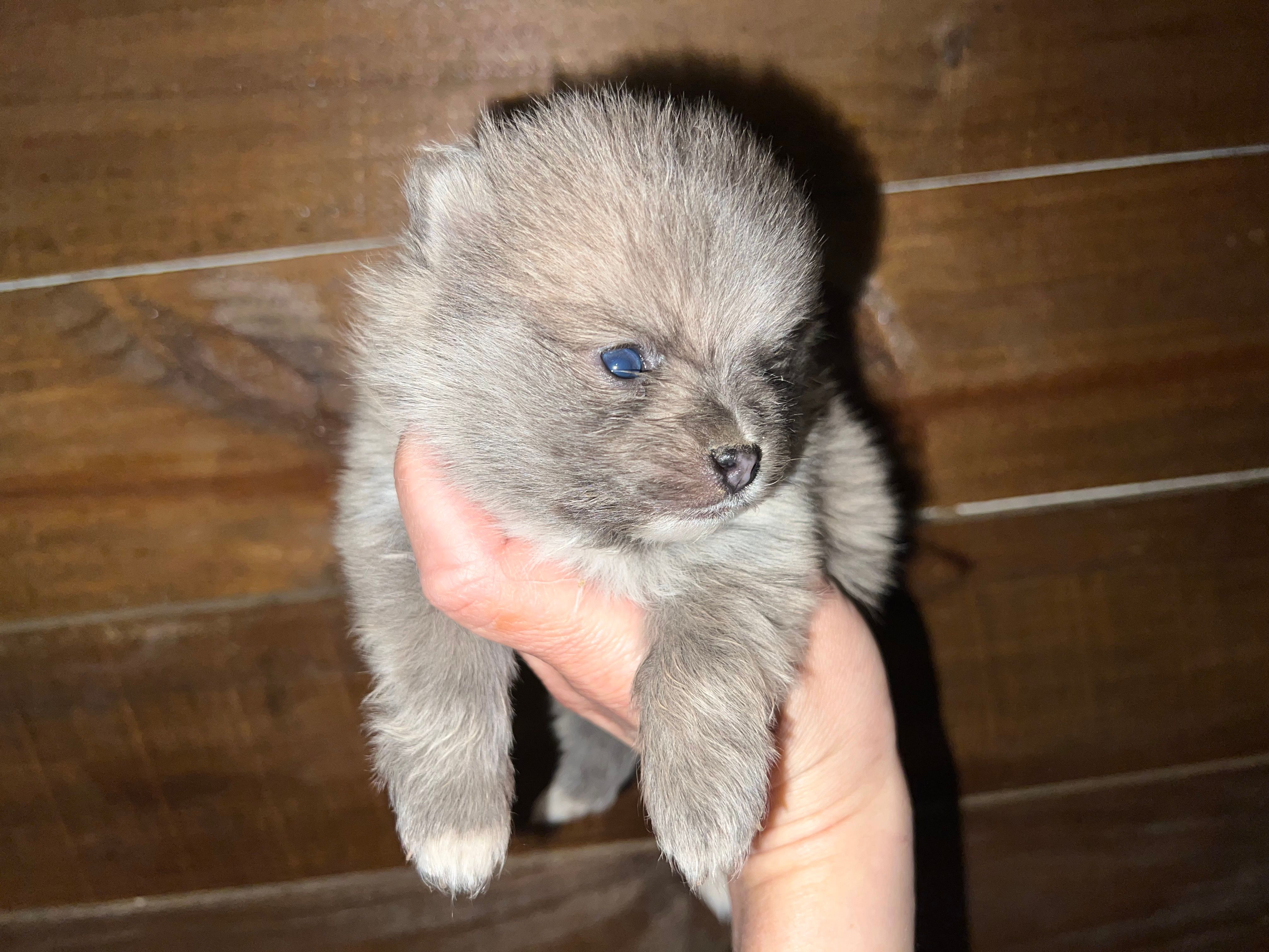 AKC Damien  – Pomeranian puppy for sale in Brevard, NC