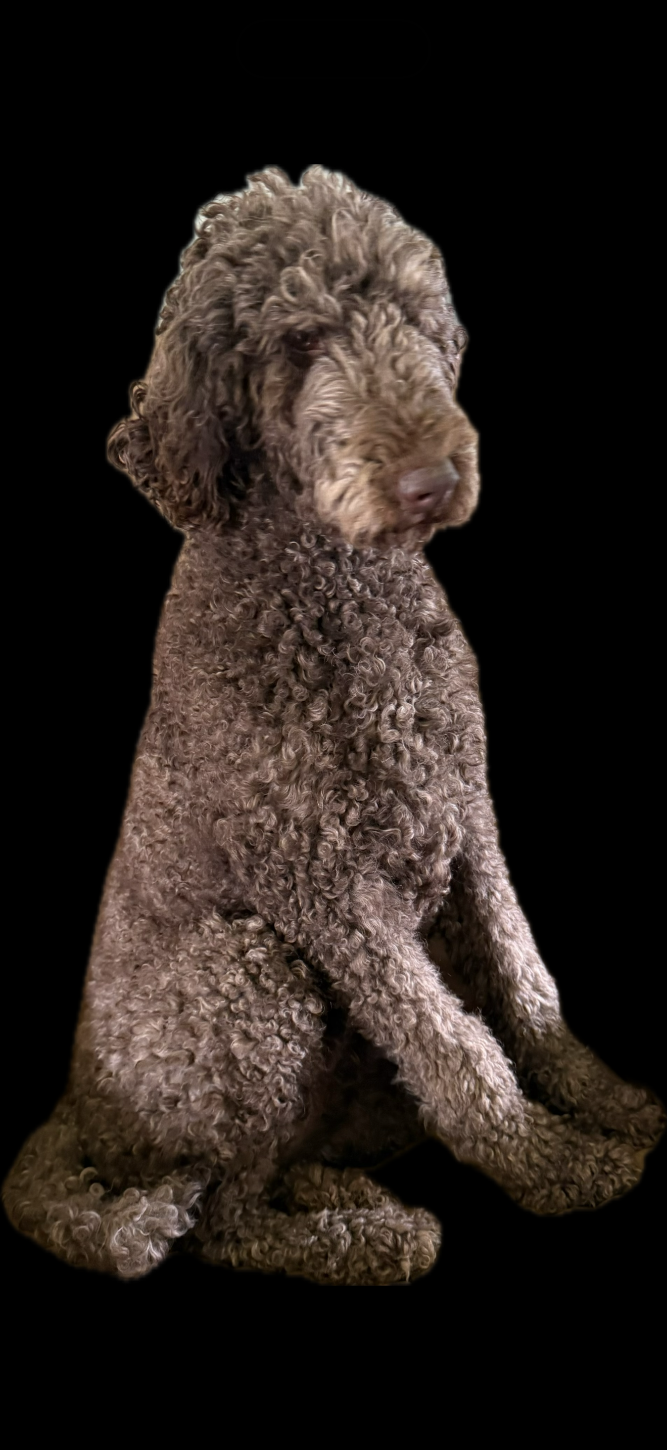 Zac  – Poodle - Standard  puppy for sale in Townsend, DE