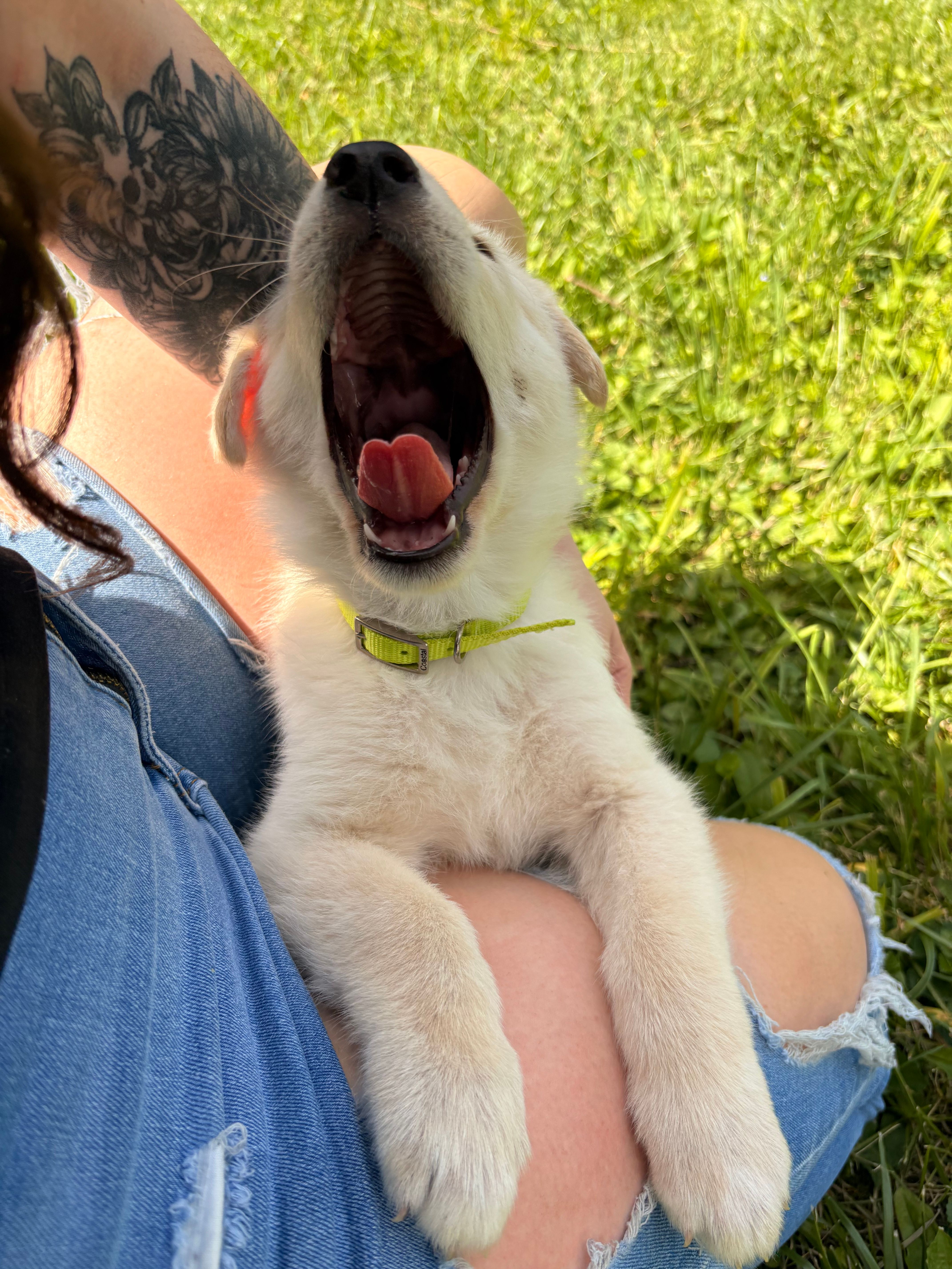 Tilly – German Shepherd Dog puppy for sale in Lagro, IN