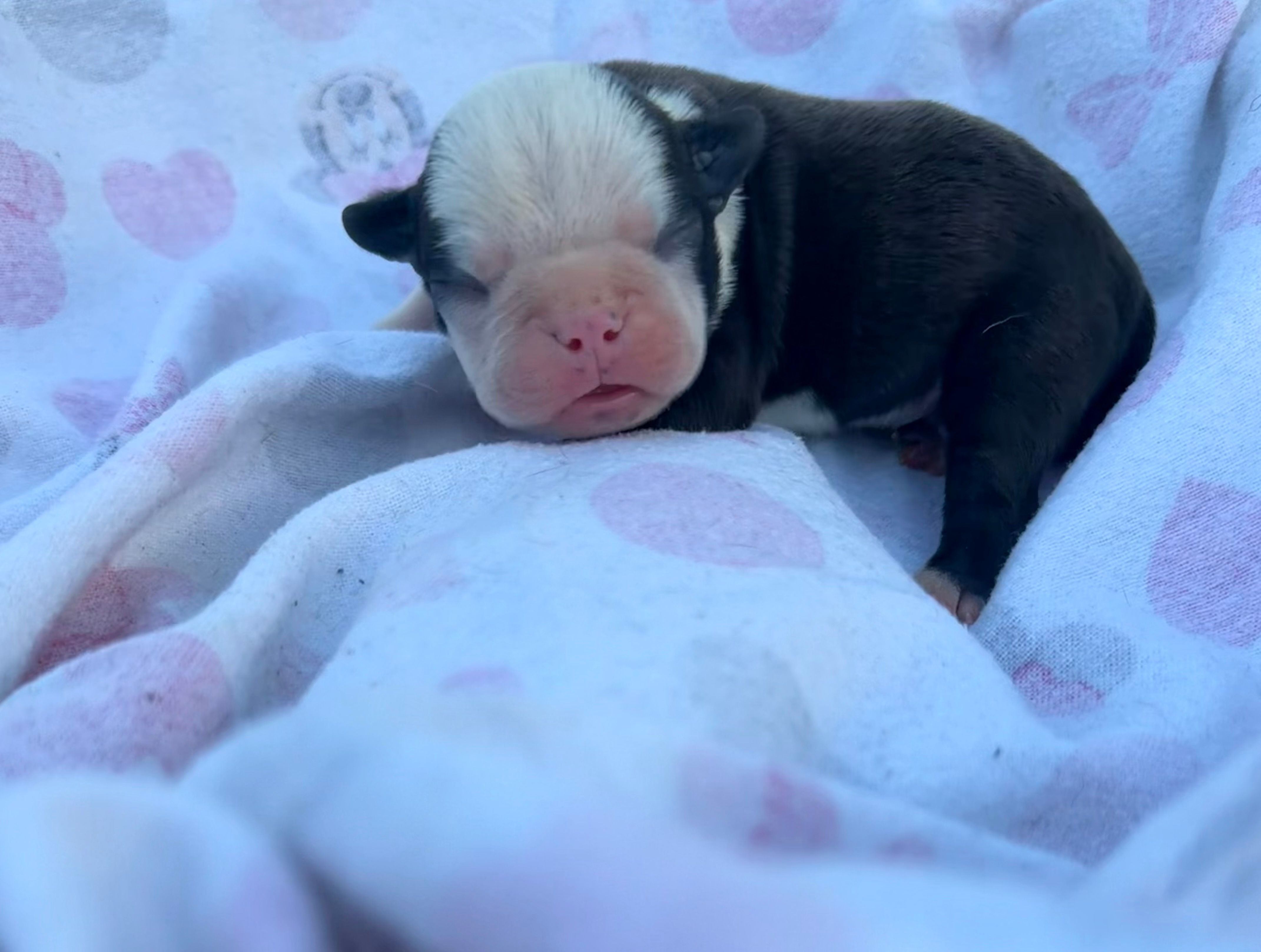 Ms. Panda – Boston Terrier puppy for sale in Richmond, VA