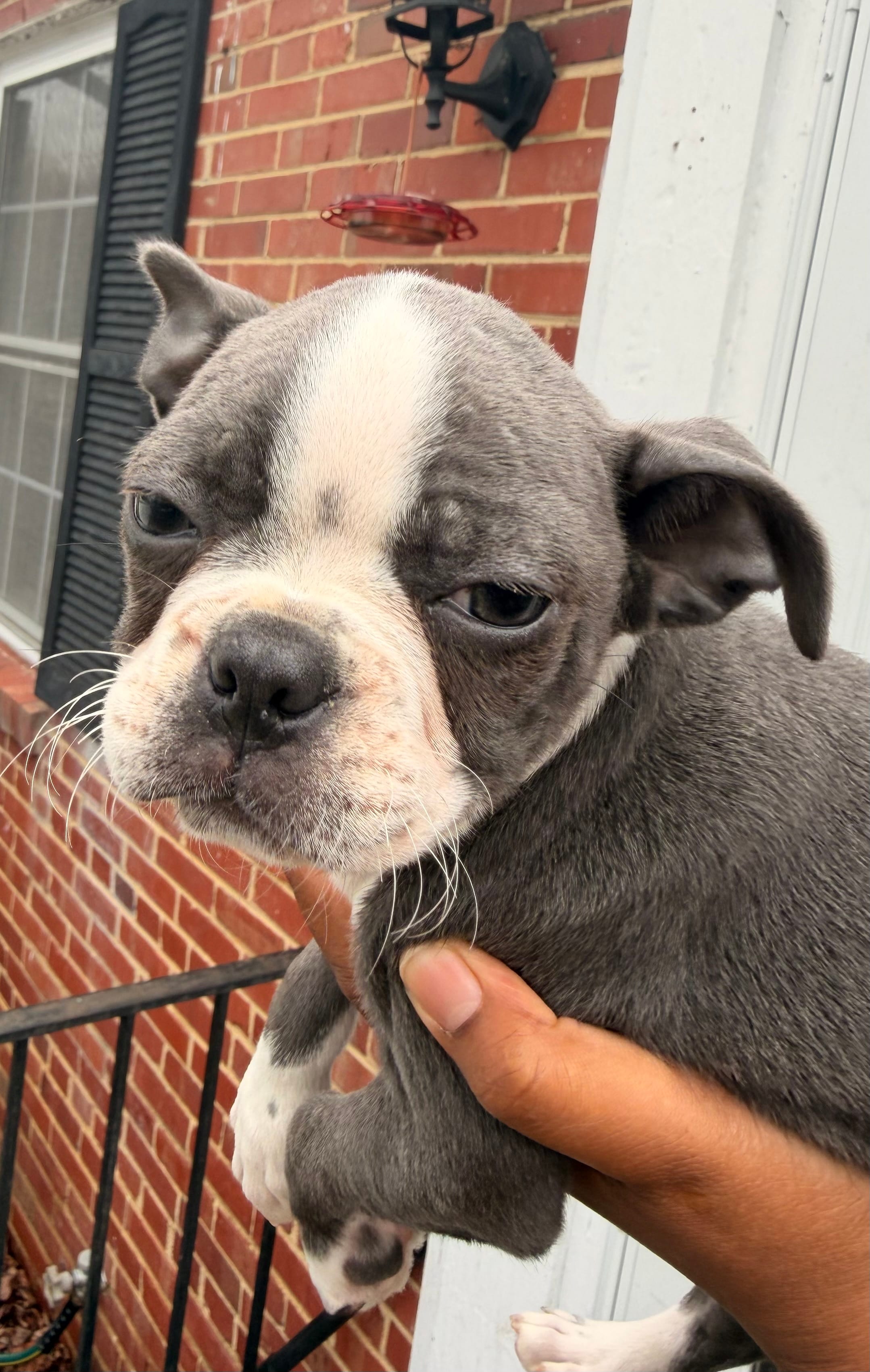 Bella – Boston Terrier puppy for sale in Richmond, VA