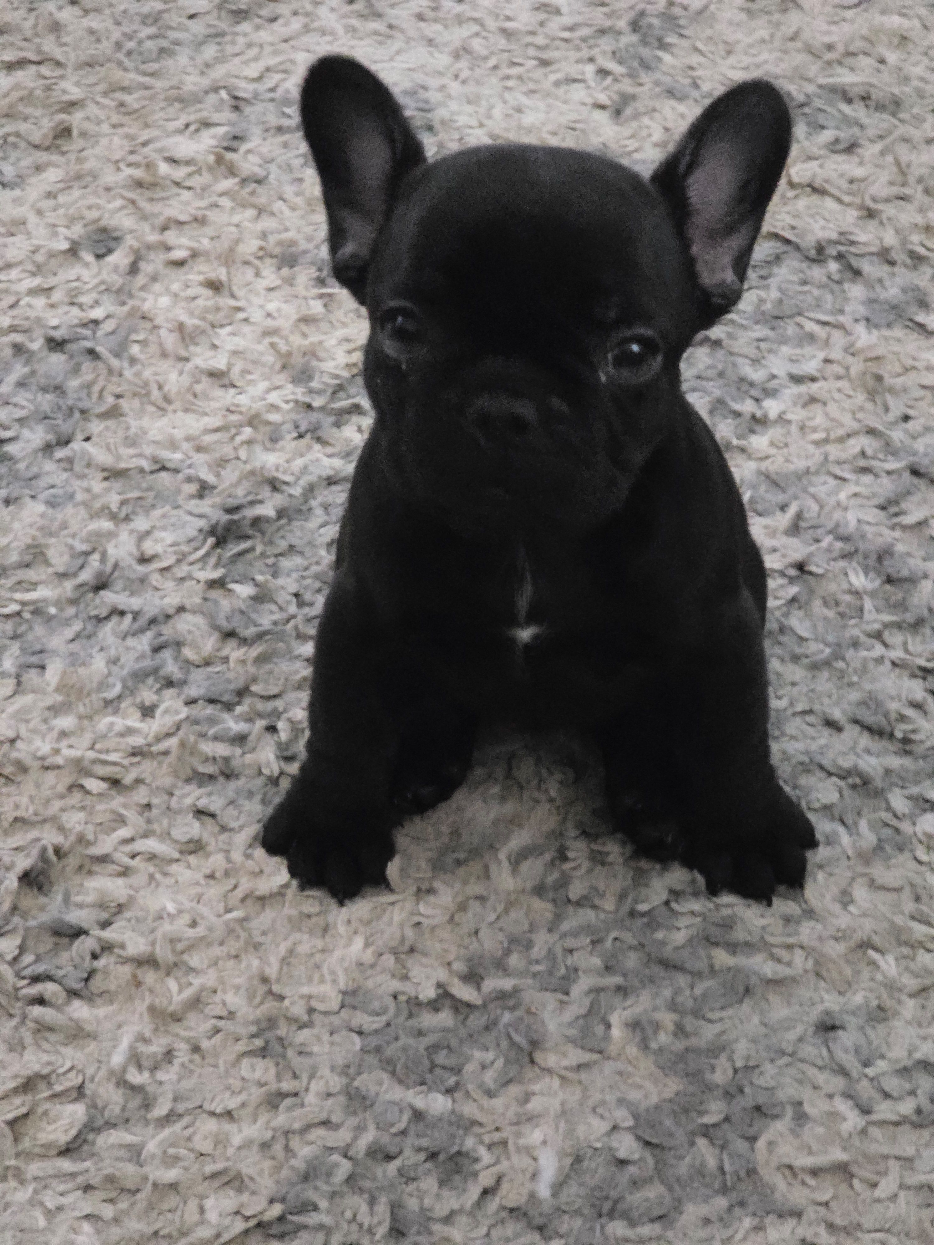 Littlefoot, a male French Bulldog for sale in Sacramento, CA – Photo 4 of 4