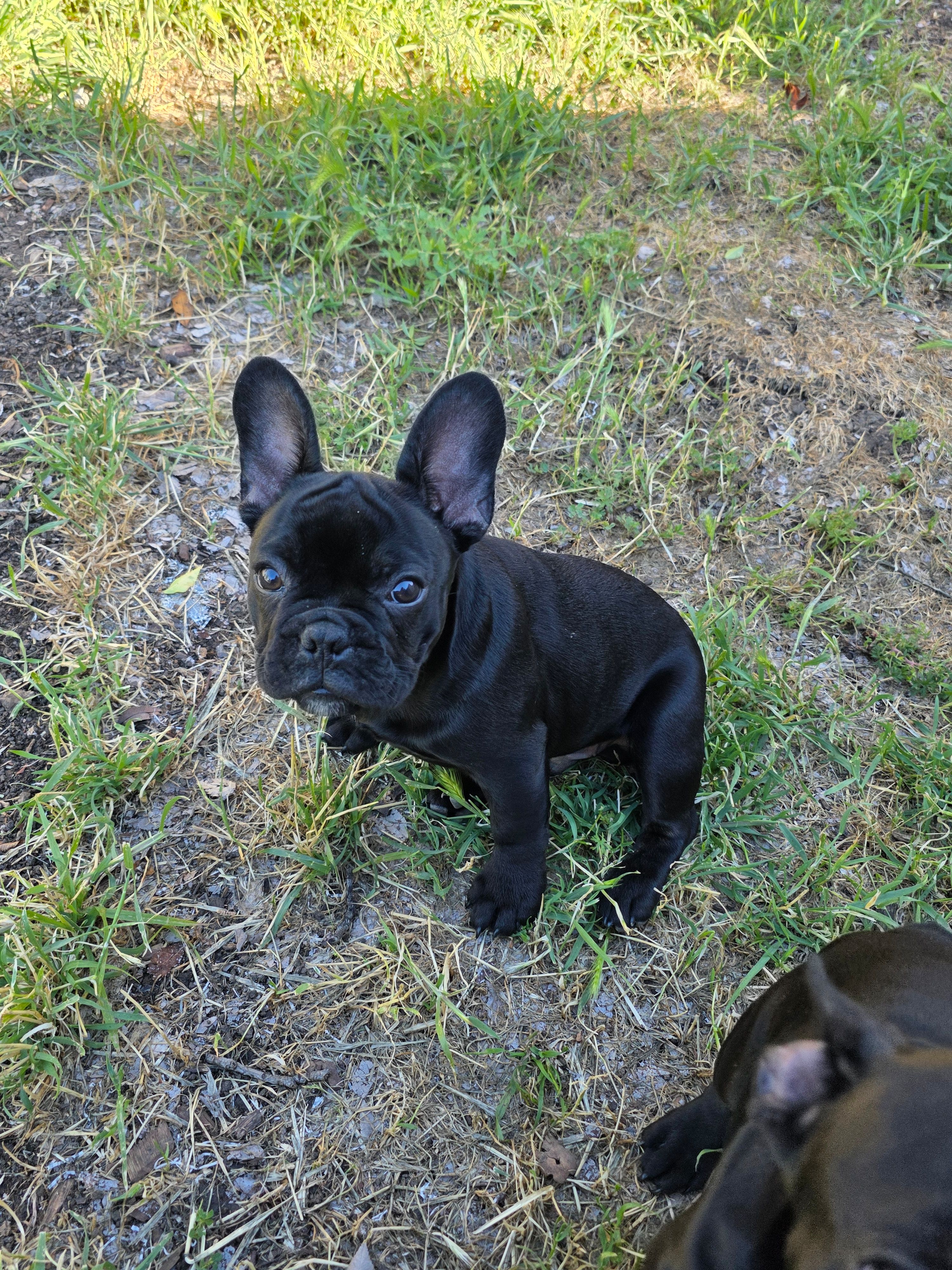 Littlefoot, a male French Bulldog for sale in Sacramento, CA – Photo 2 of 4